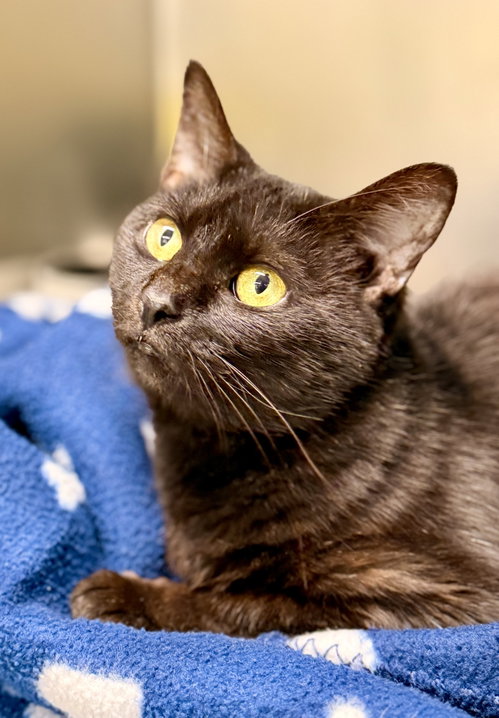 Nessa, a cat for adoption from Northern Ocean County Animal Facility