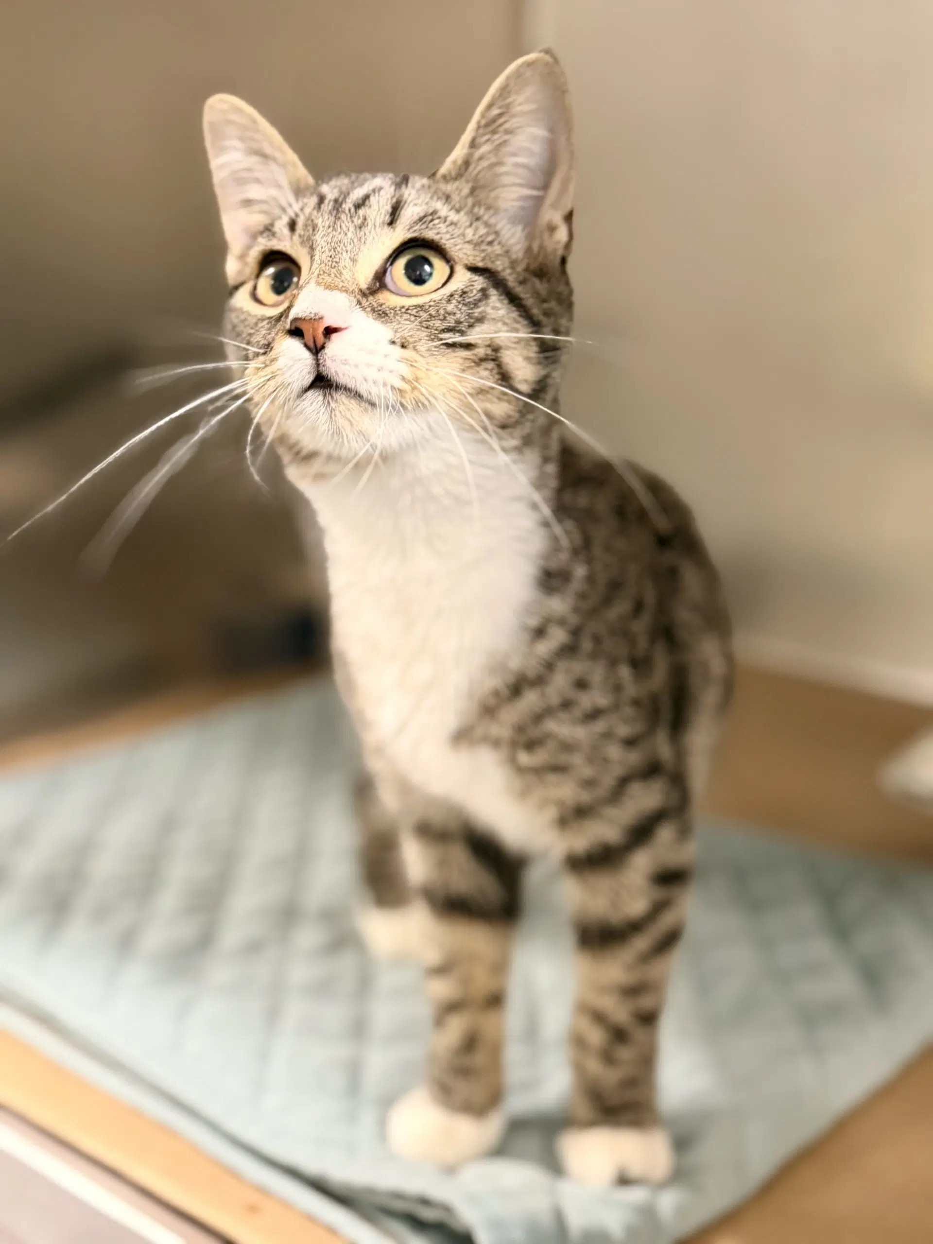 Milo - Domestic Short Hair
