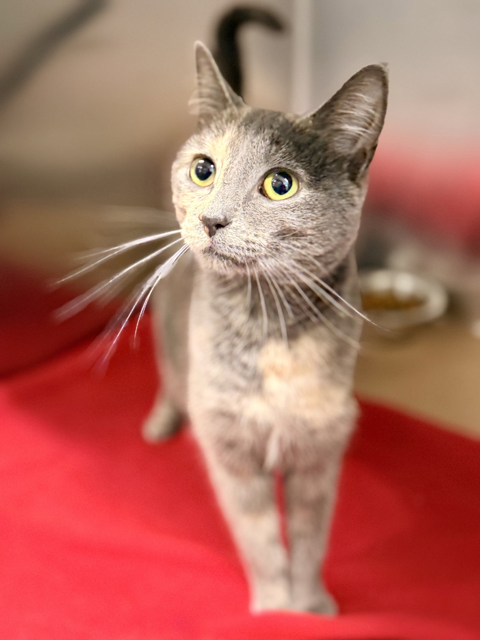 Rumi, cat — photo 1 of 2