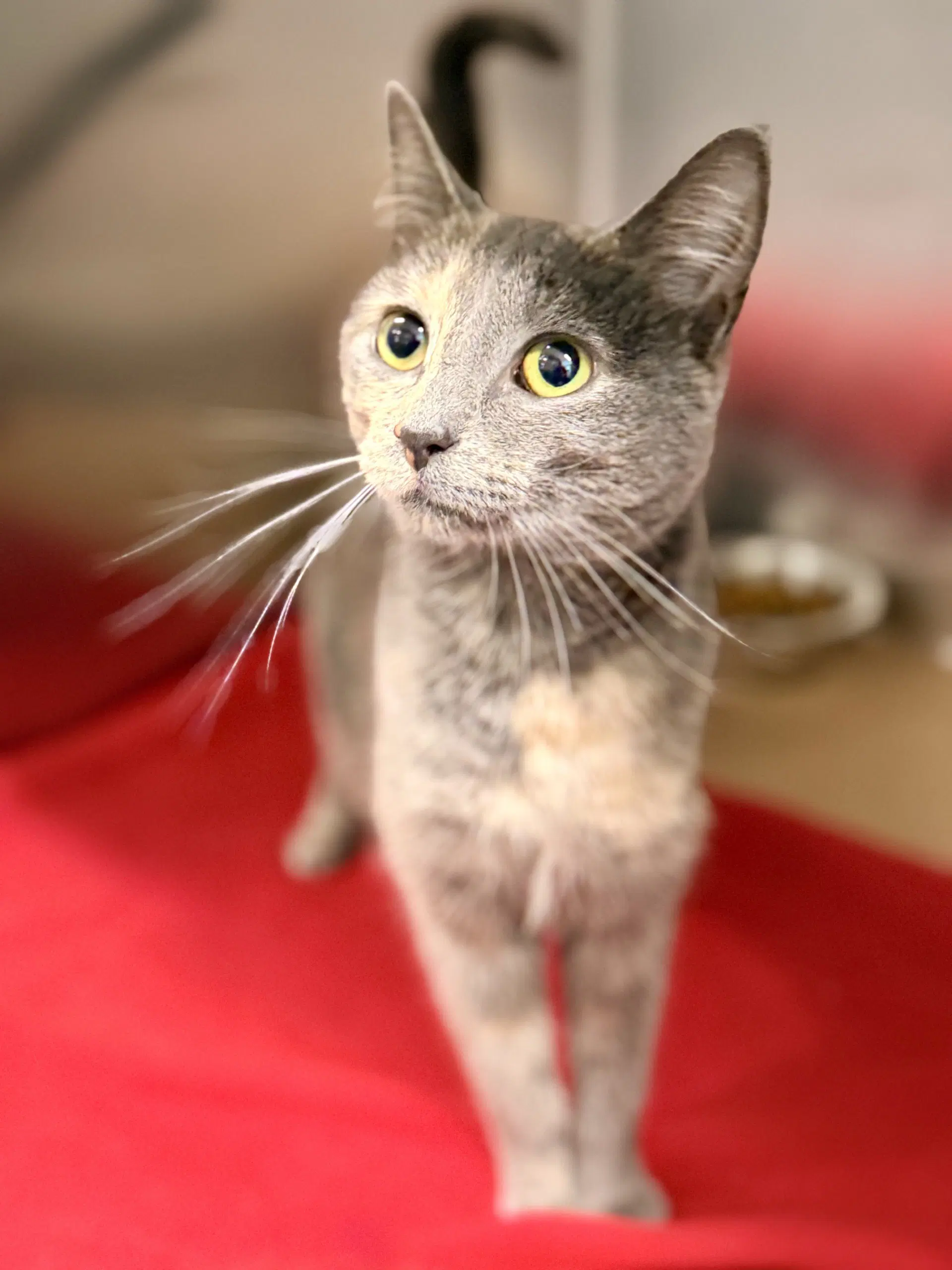 Rumi - Domestic Short Hair