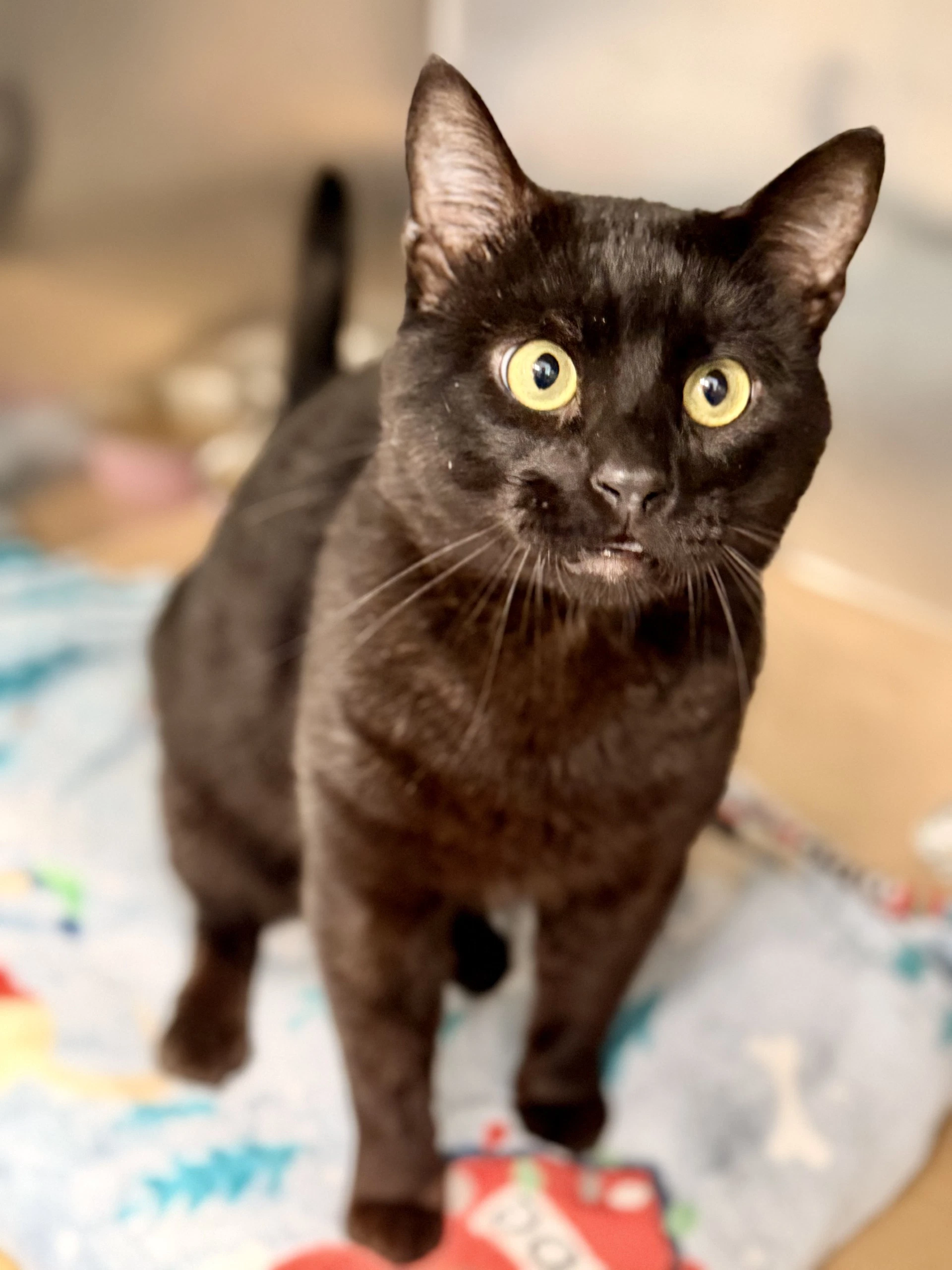 Nova