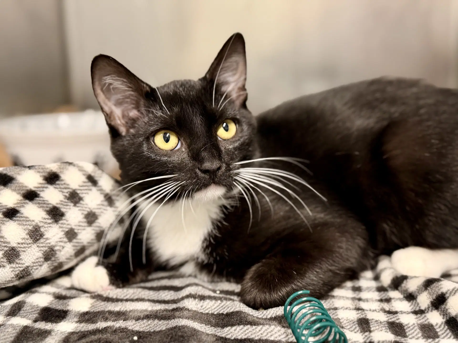 Candy - Domestic Short Hair