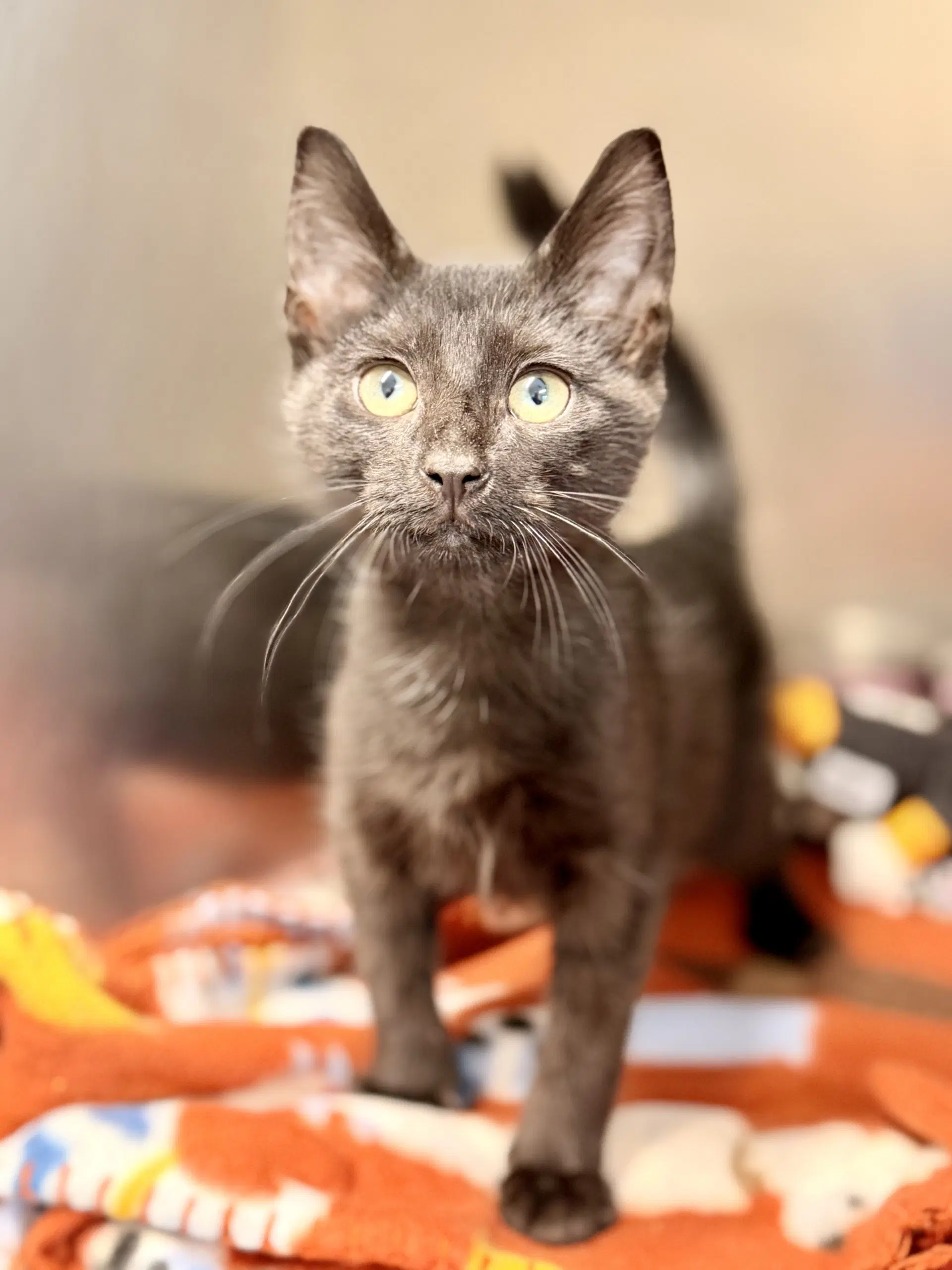 Mikey - Domestic Short Hair