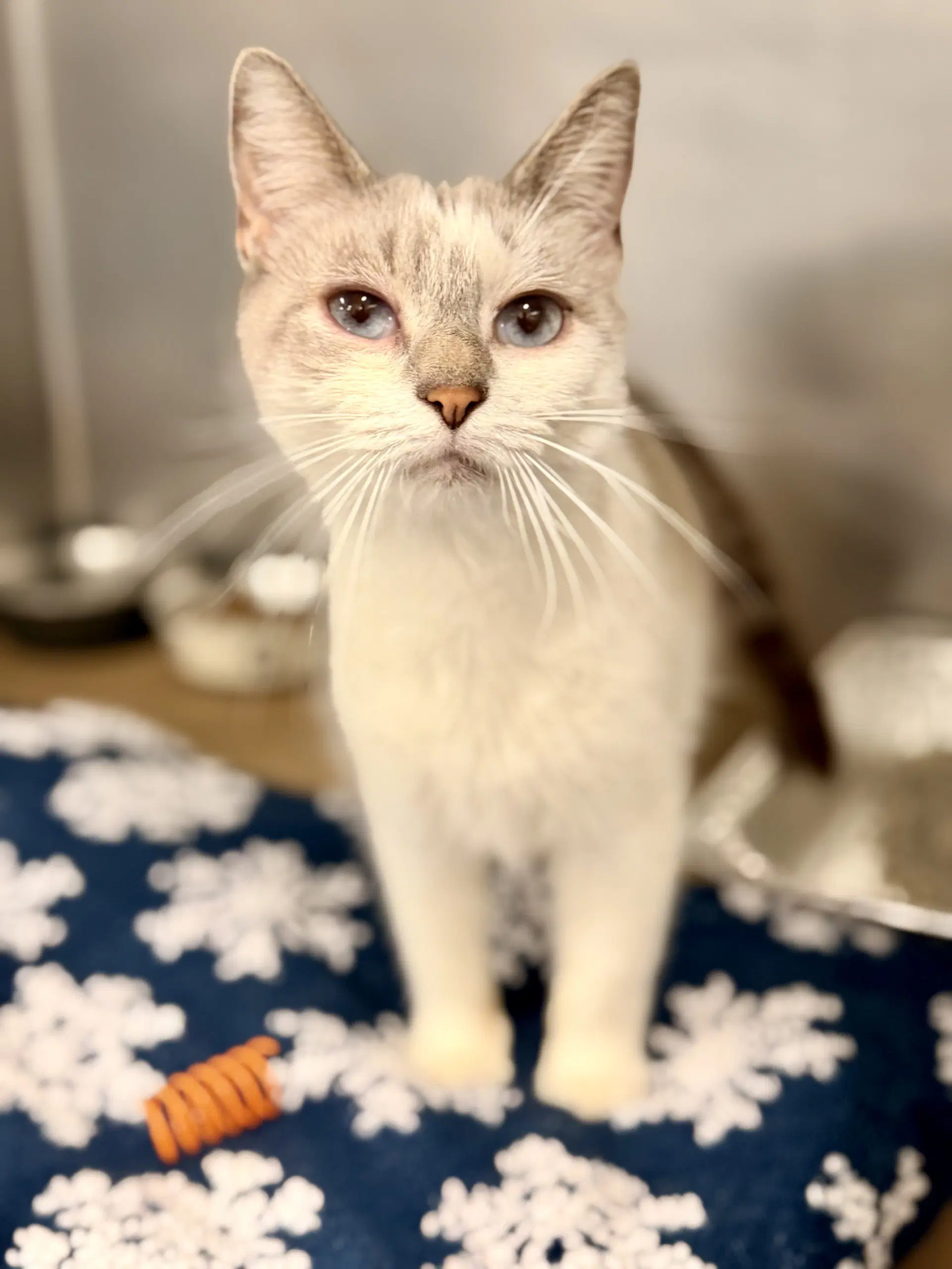 Snowy - Siamese