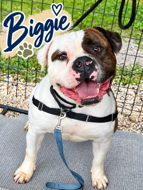 Biggie, a dog for adoption from Northern Ocean County Animal Facility