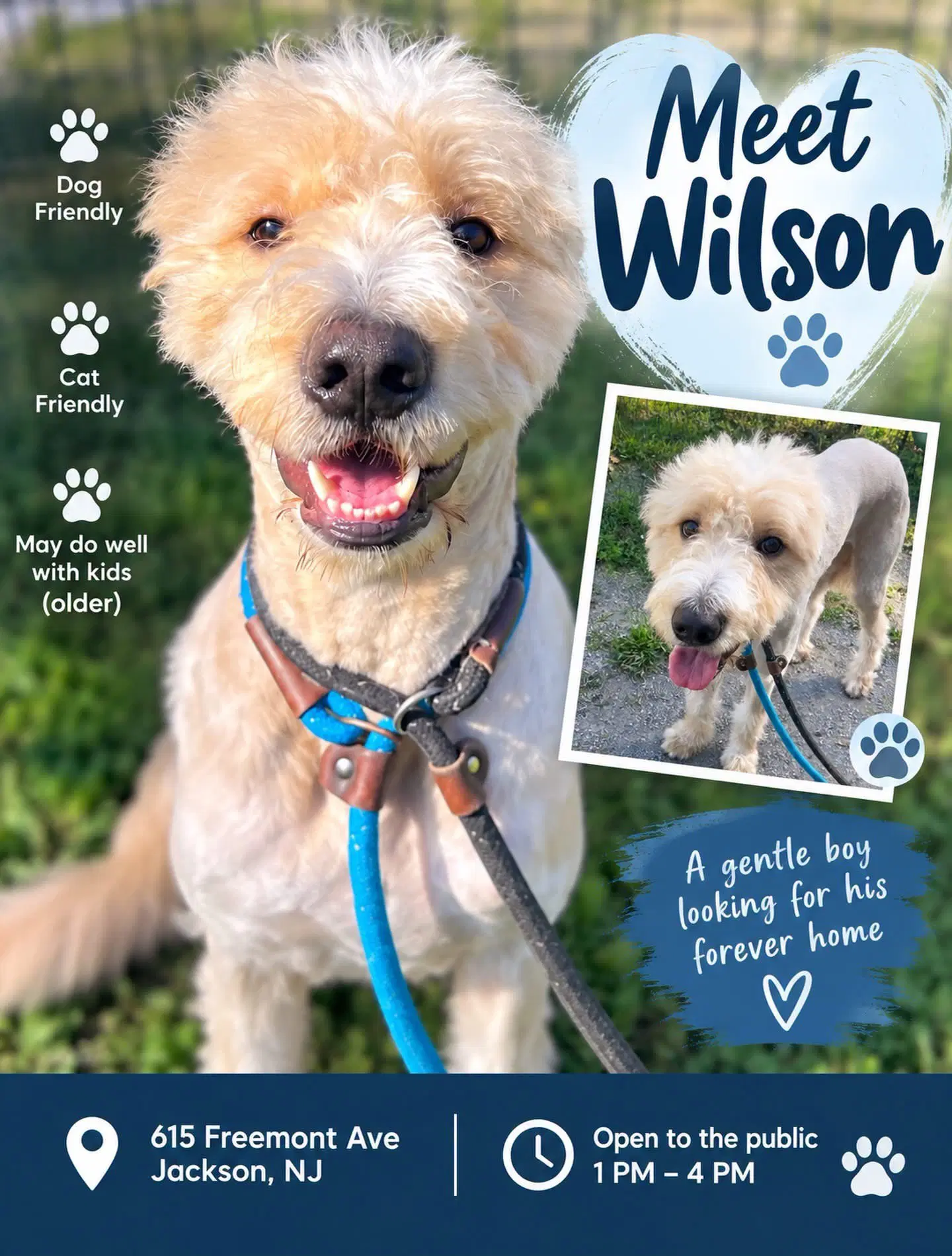 Wilson - Golden Retriever