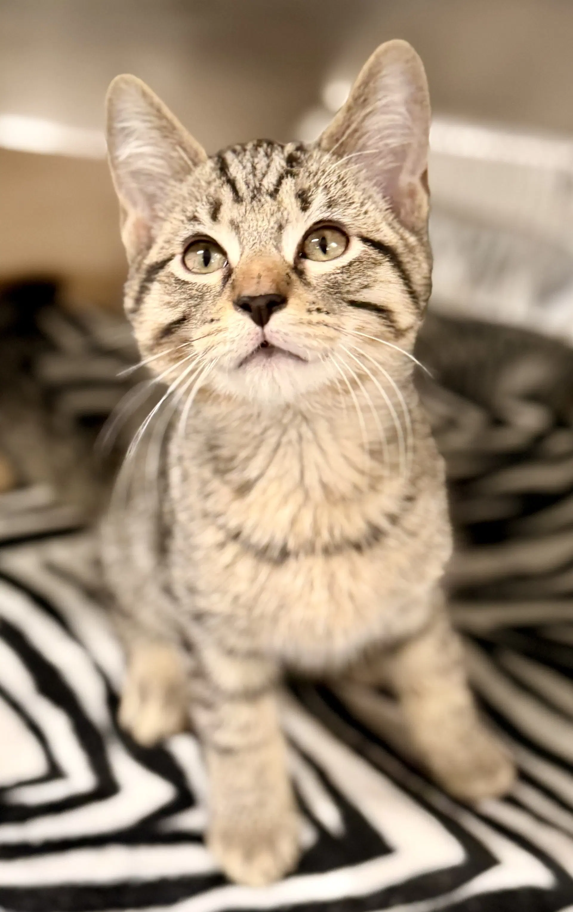 Glenn - Domestic Short Hair