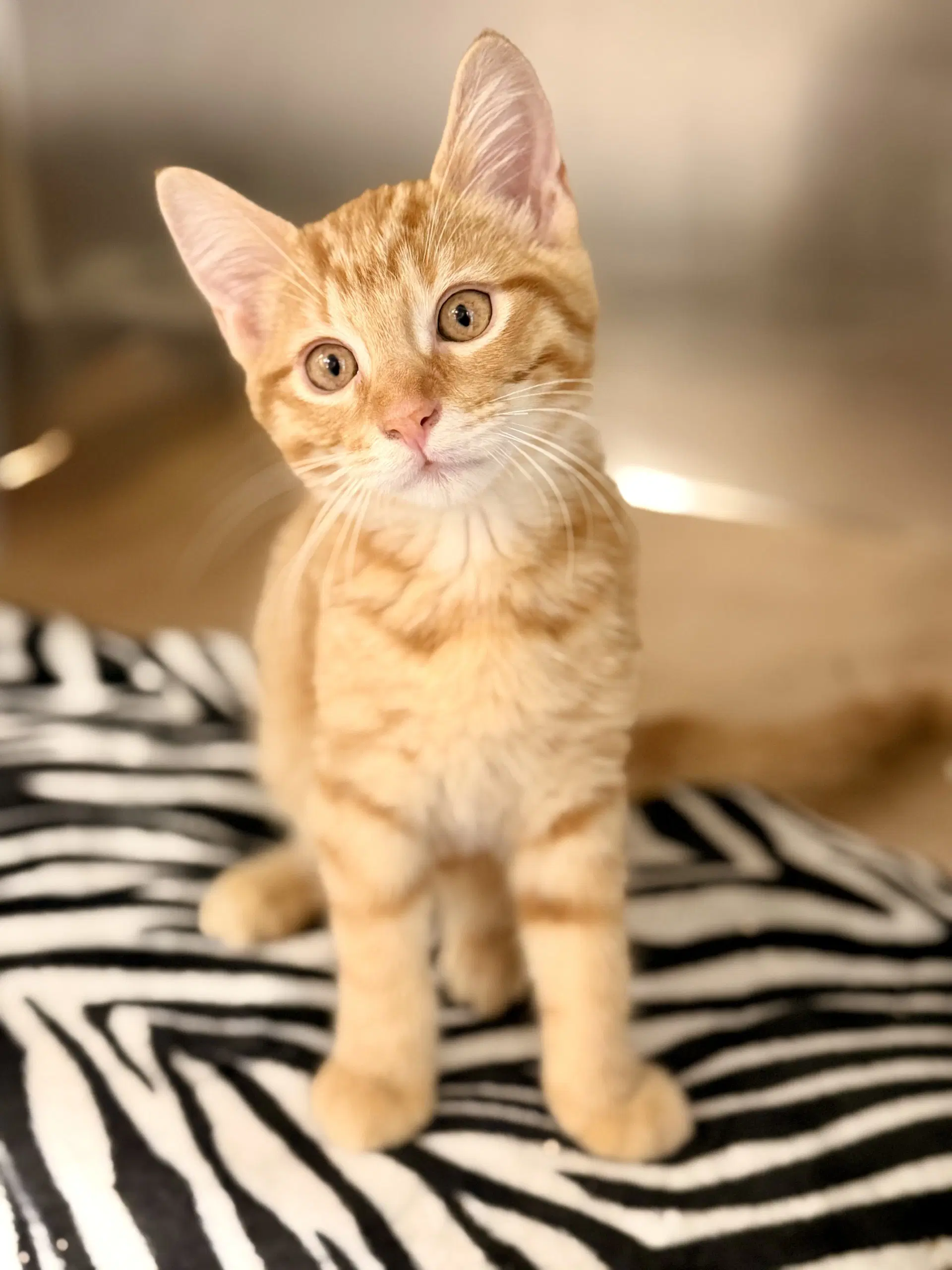 Chet - Domestic Short Hair