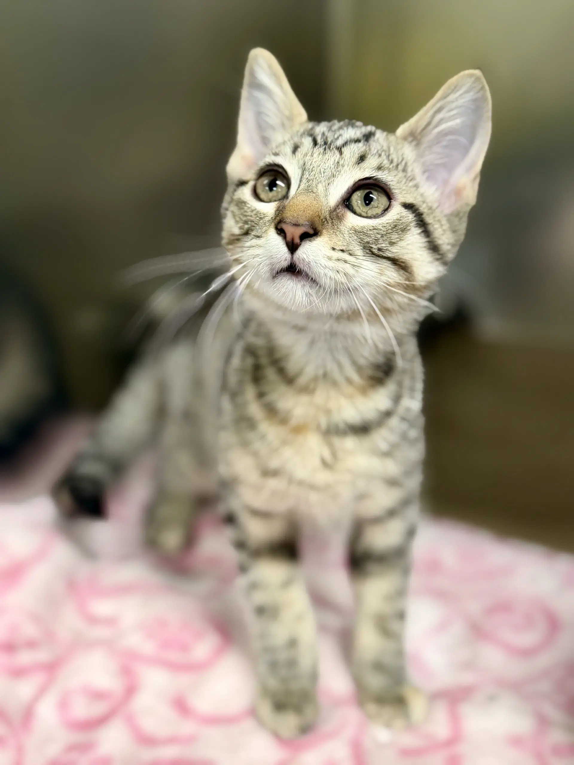 Rainbow - Domestic Short Hair