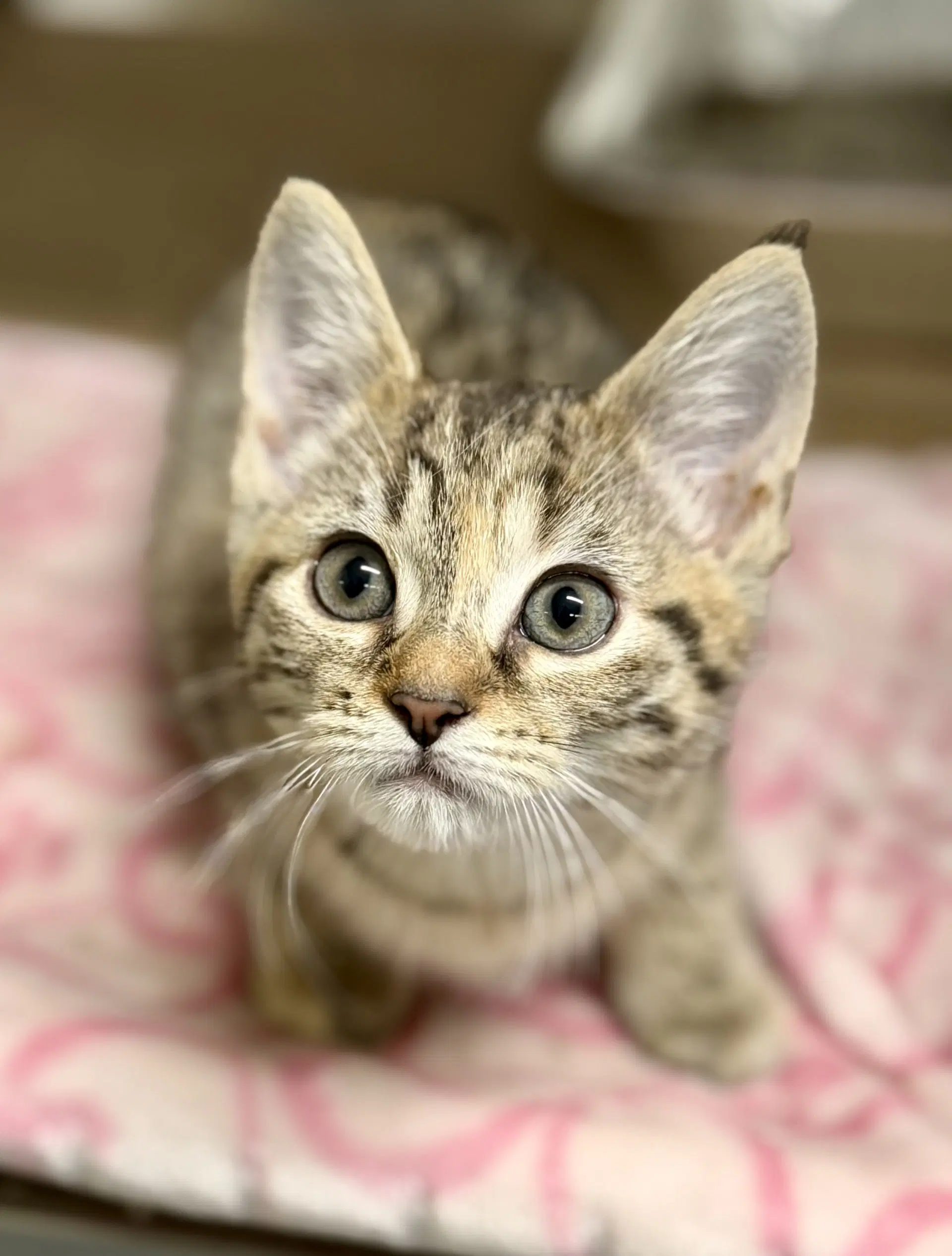 Ribbon - Domestic Short Hair