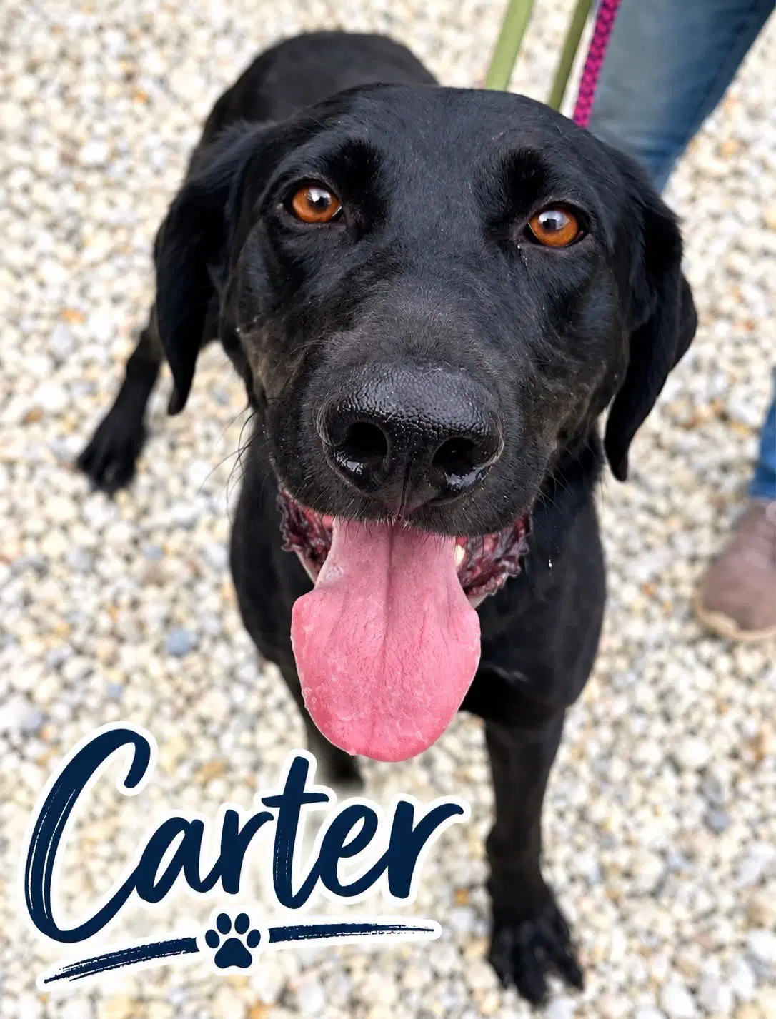 Carter - Labrador Retriever