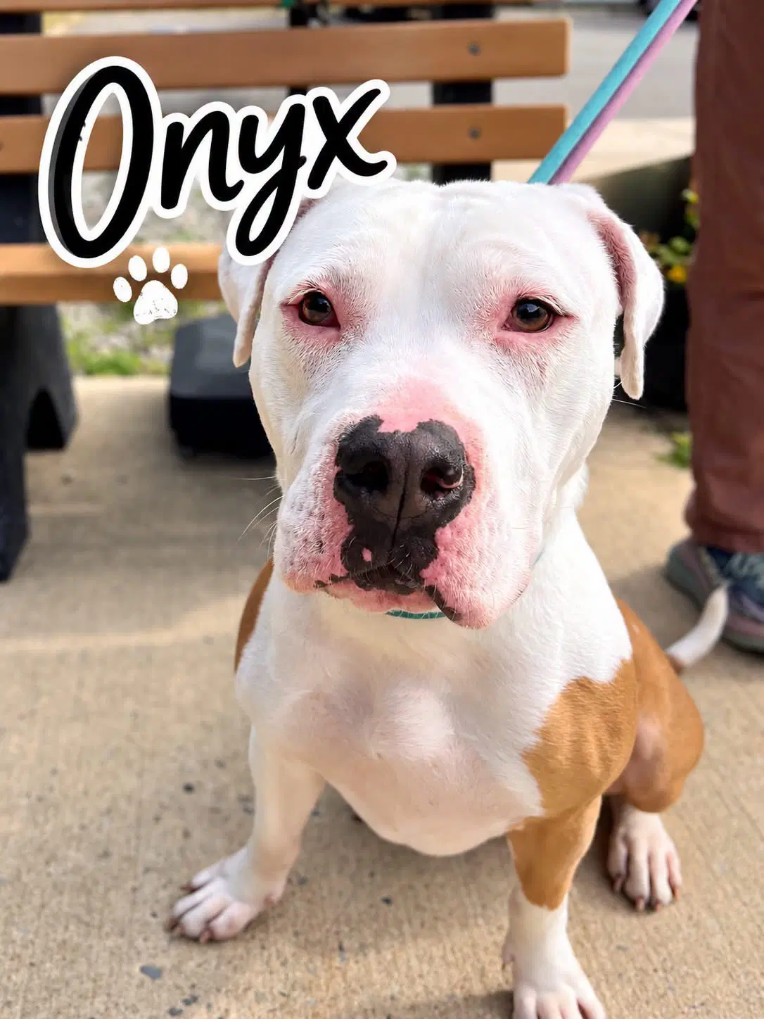 Onyx - Bulldog