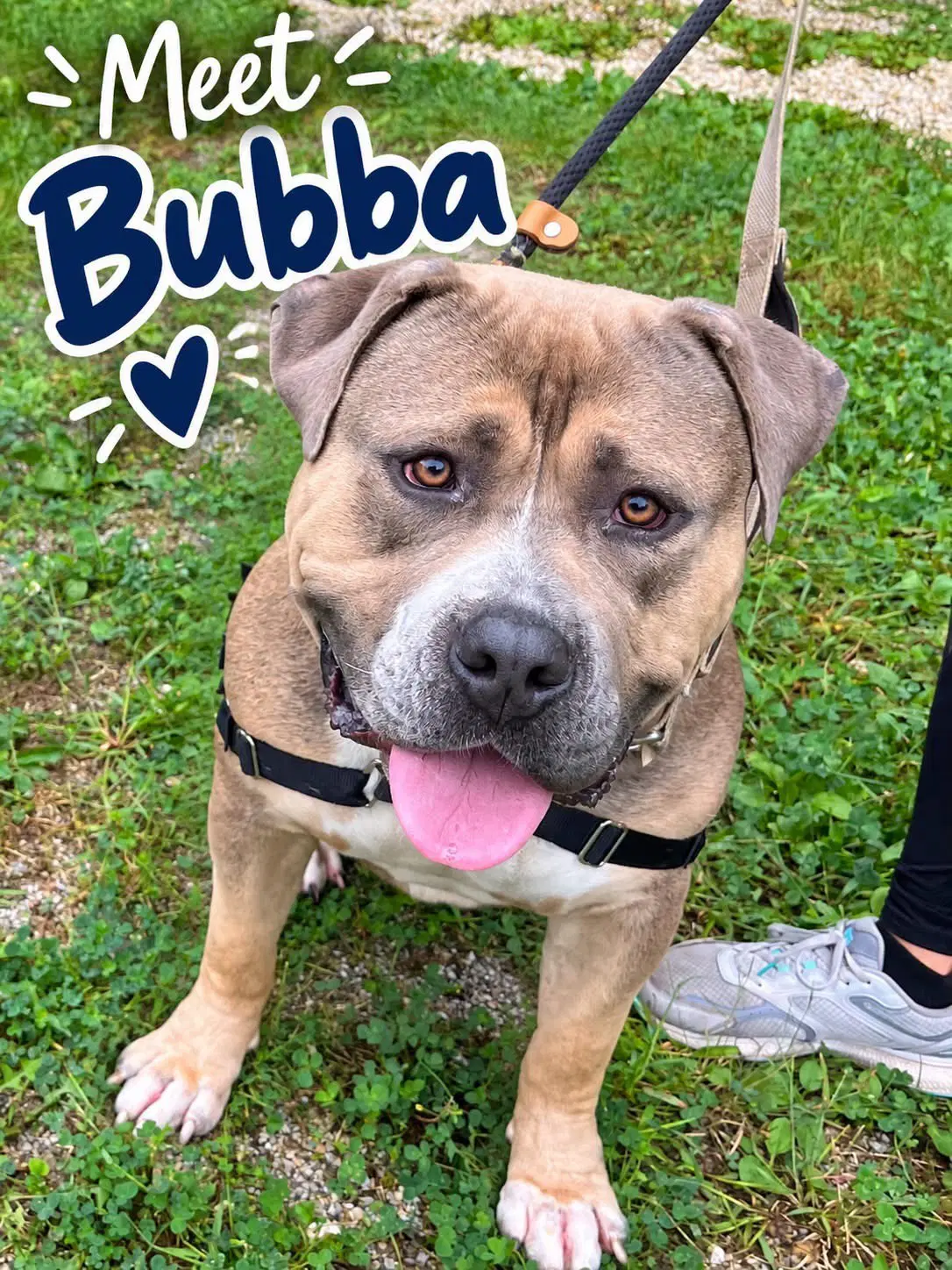Bubba - Bulldog