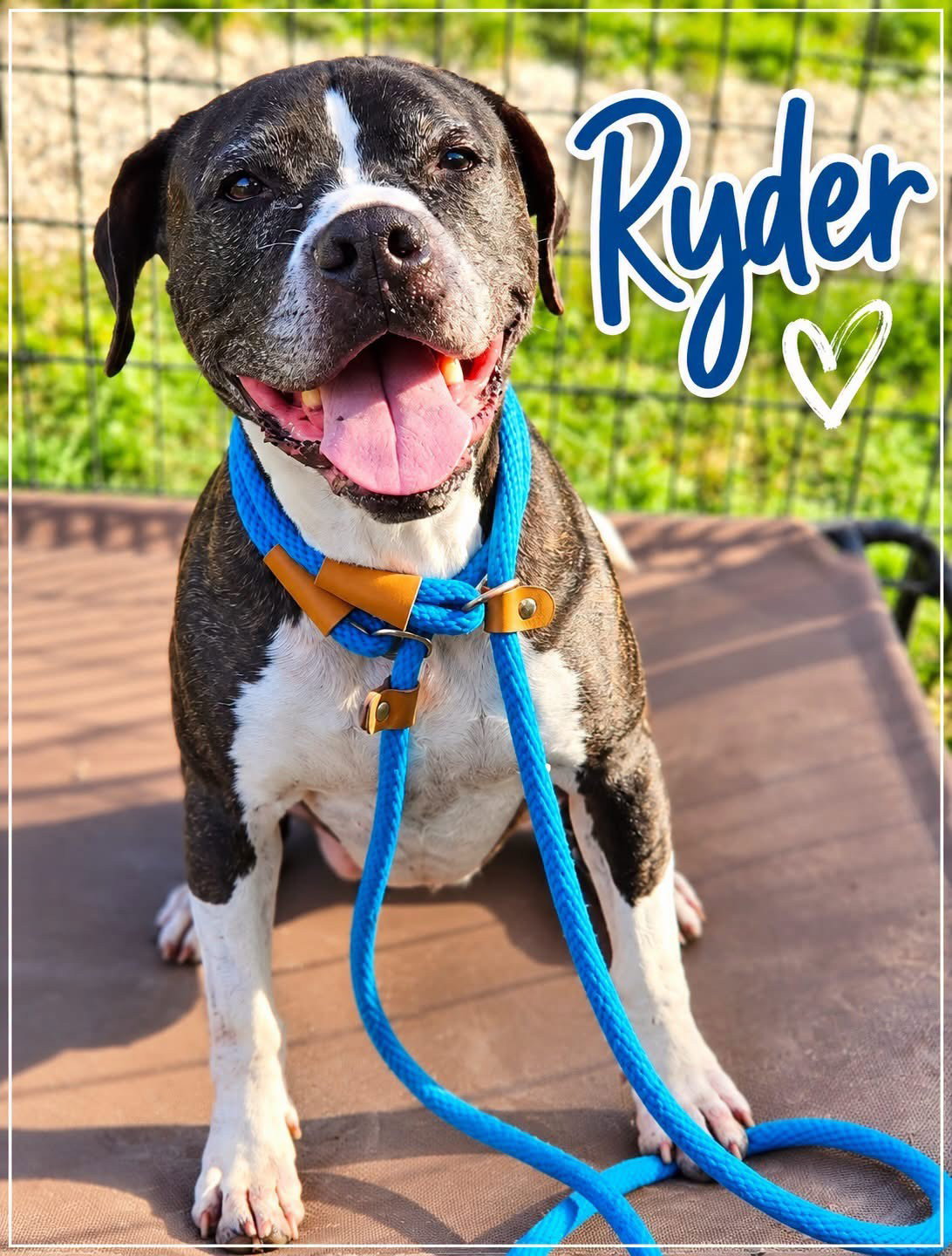 Ryder