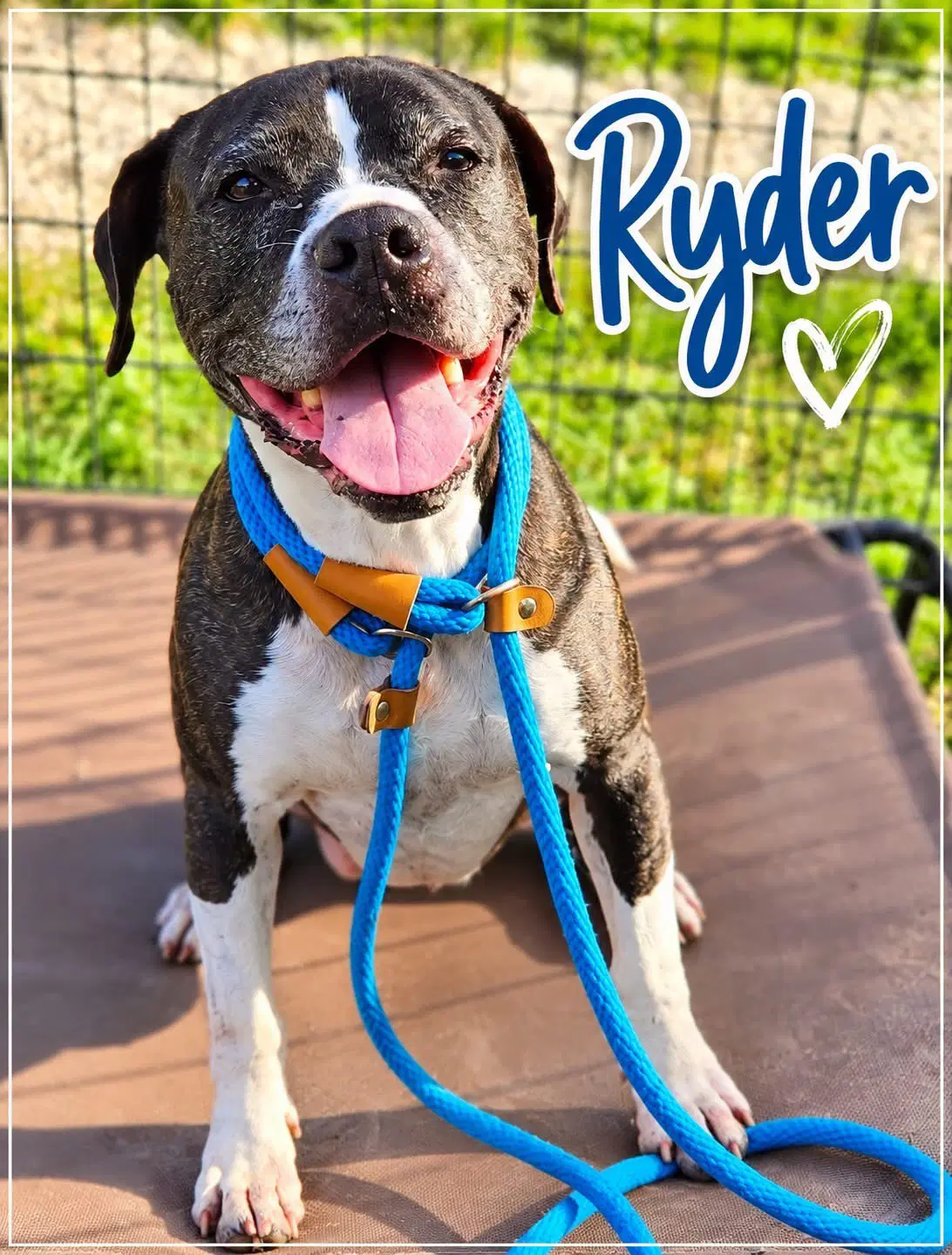 Ryder - Boxer