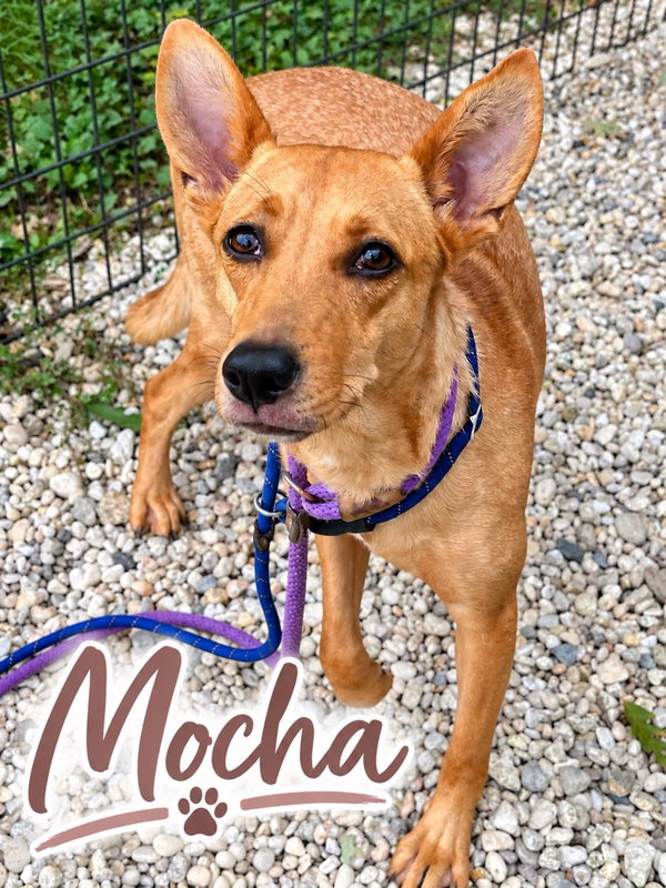 Mocha