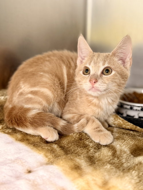 Birch, a cat for adoption from Northern Ocean County Animal Facility