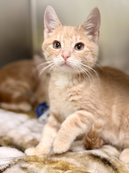 Root Beer, a cat for adoption from Northern Ocean County Animal Facility