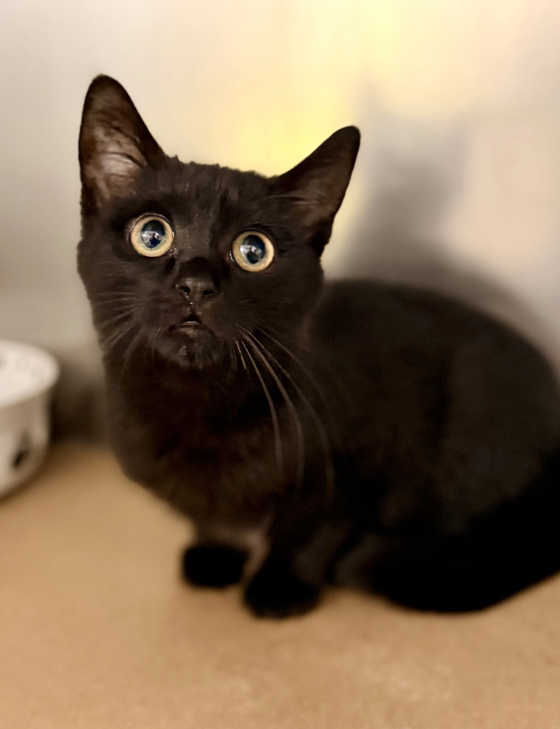 Salem