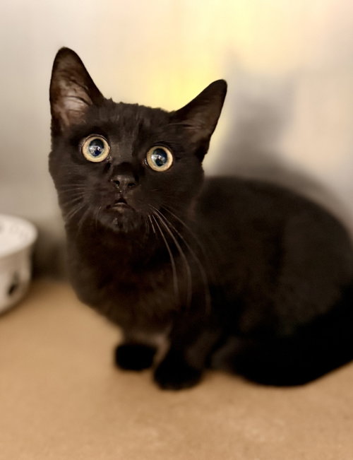 Salem, a cat for adoption from Northern Ocean County Animal Facility