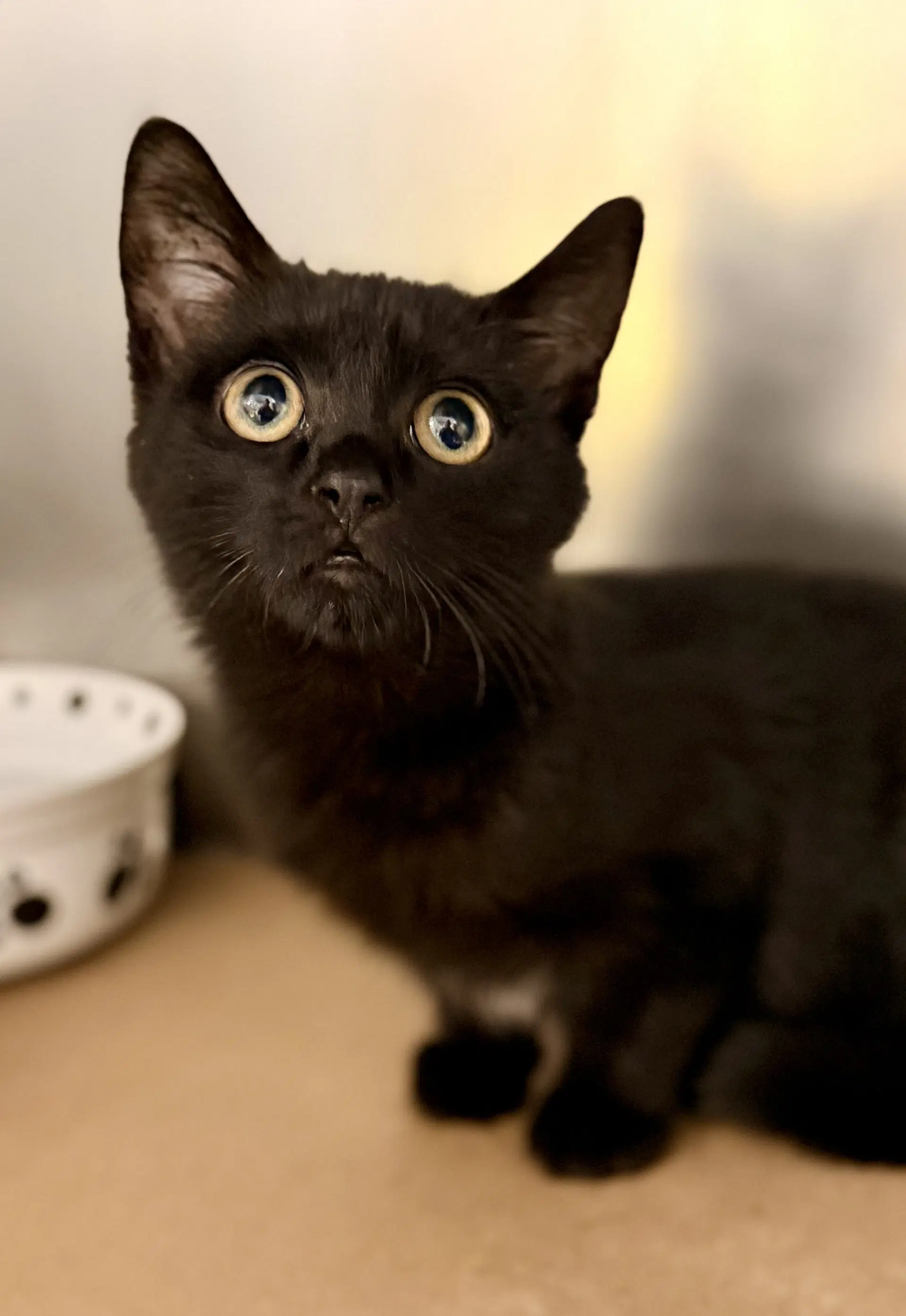 Salem image 2