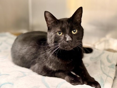 Bucky, a cat for adoption from Northern Ocean County Animal Facility
