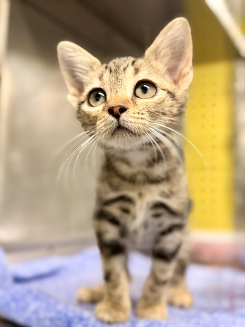 Russett, a cat for adoption from Northern Ocean County Animal Facility