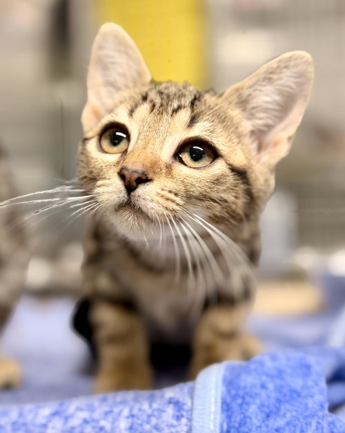 Sorrell, a cat for adoption from Northern Ocean County Animal Facility