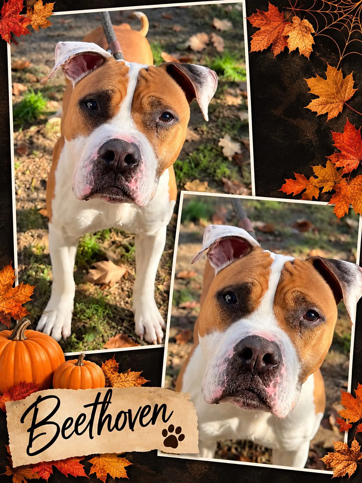 Beethoven - Pit Bull Terrier