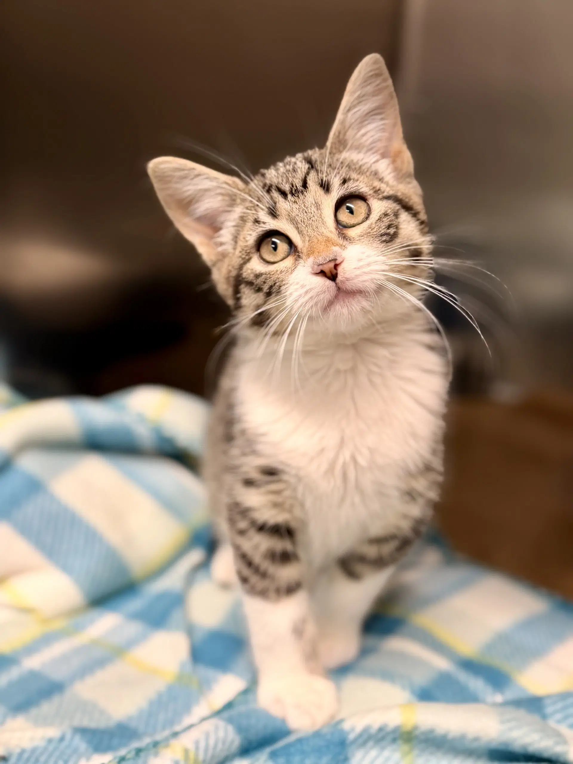 Praline - Domestic Short Hair
