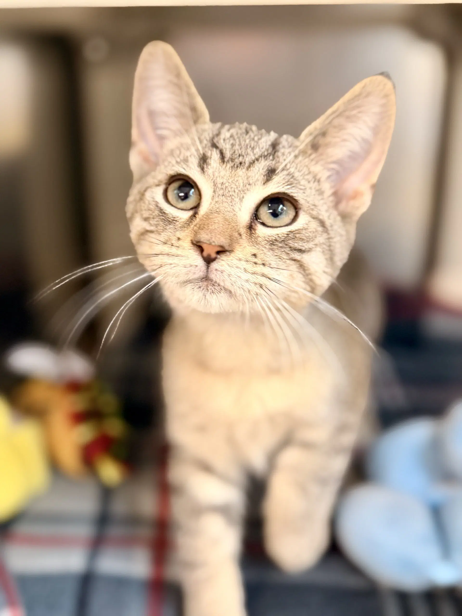 Echo - Domestic Short Hair