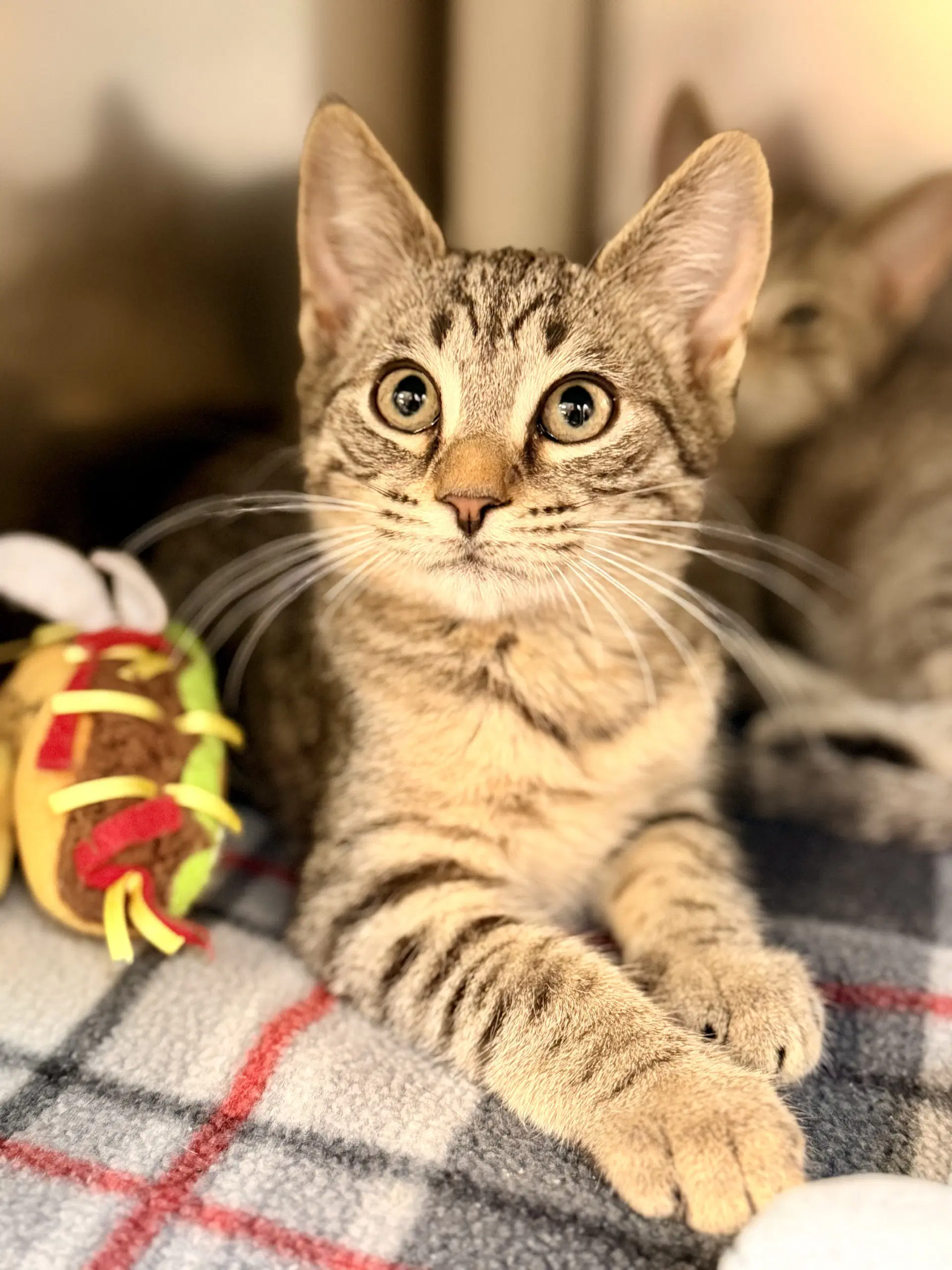 Clever - Domestic Short Hair