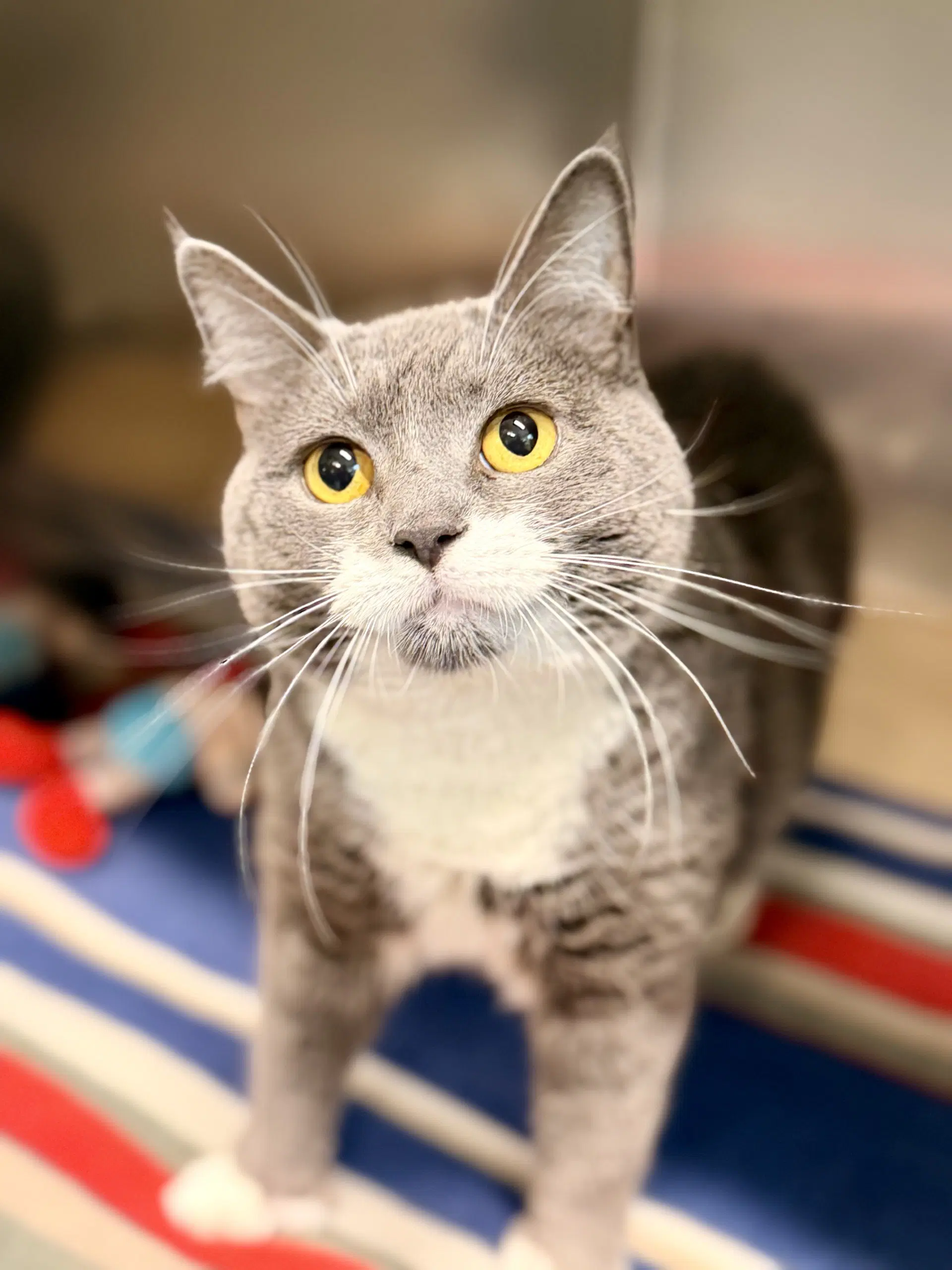 Vela - Domestic Short Hair