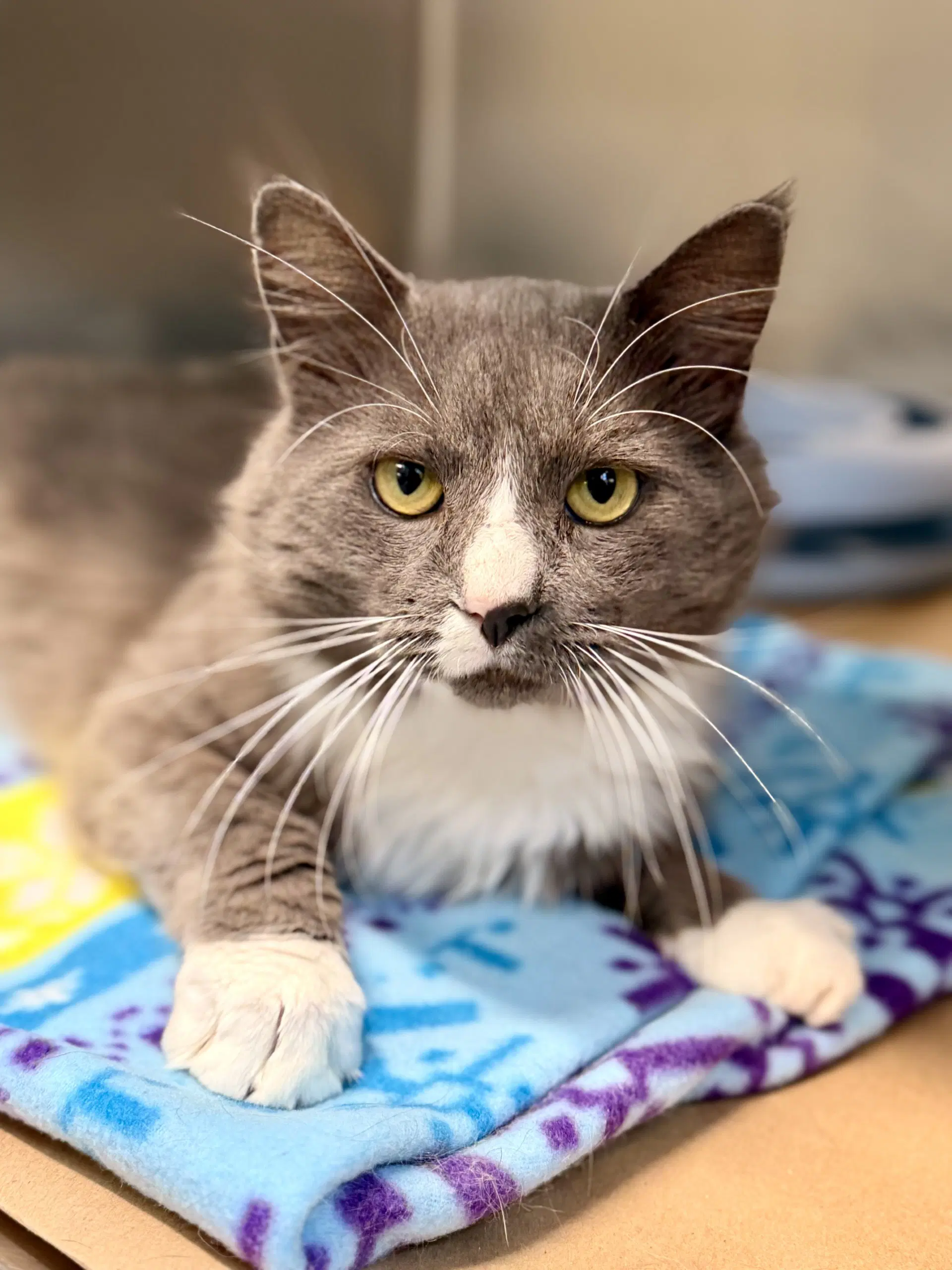 Bagel - Domestic Medium Hair
