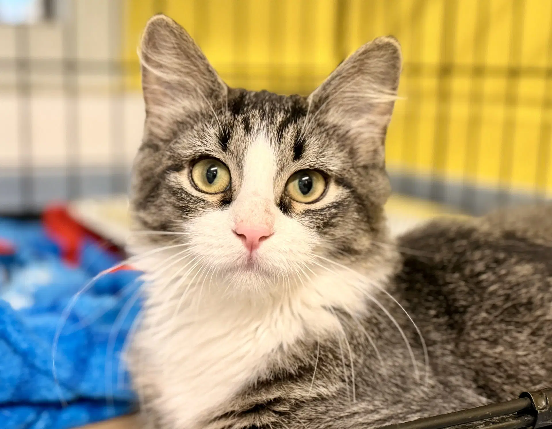 S'mores - Domestic Medium Hair
