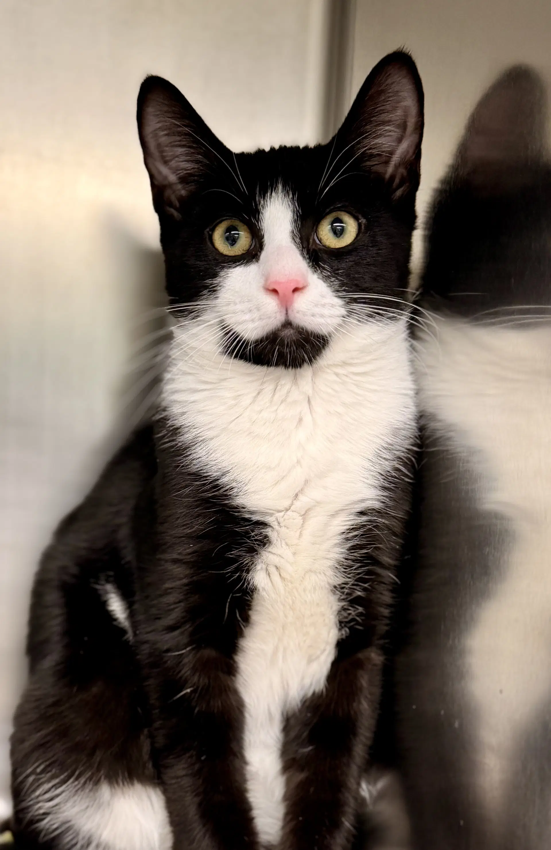 Tuna - Domestic Short Hair