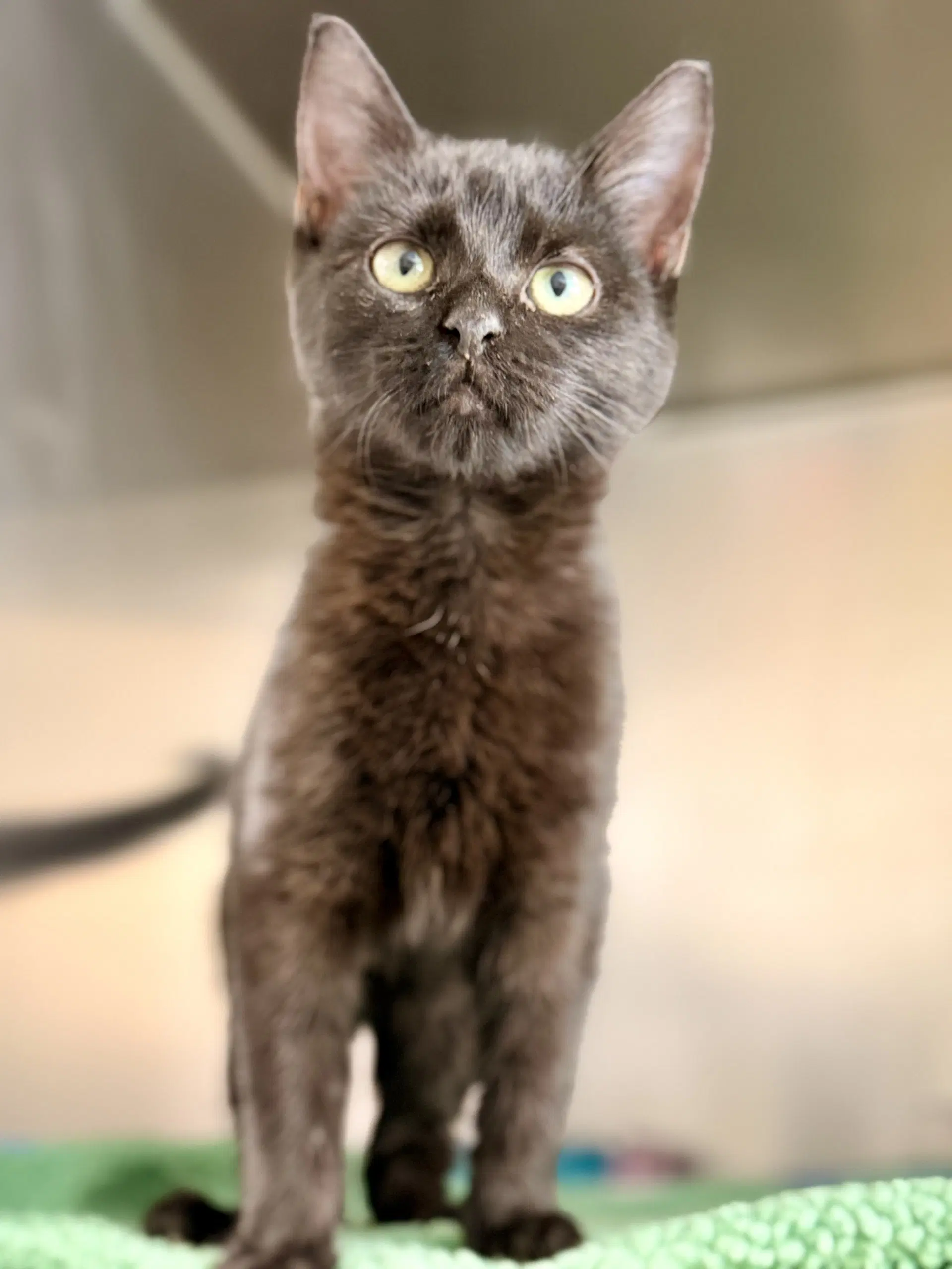 Briar - Domestic Short Hair
