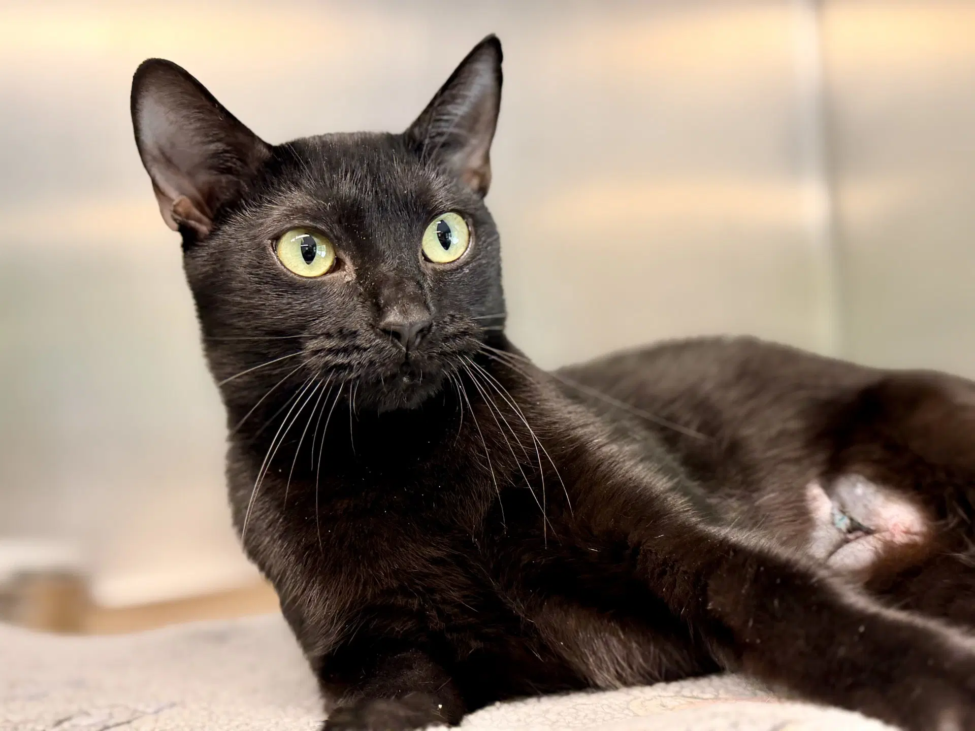 Octavia - Domestic Short Hair
