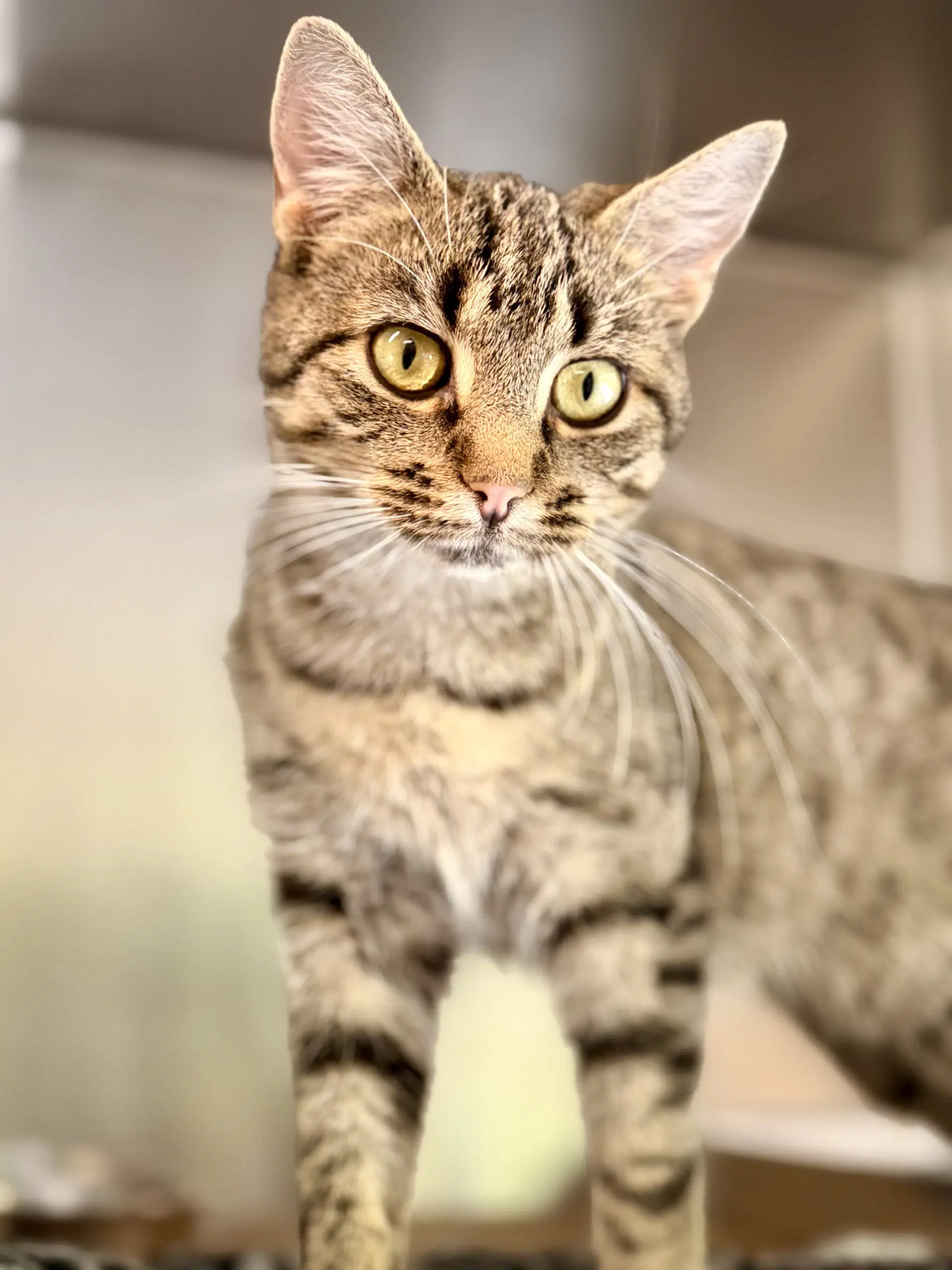 Keppi - Domestic Short Hair