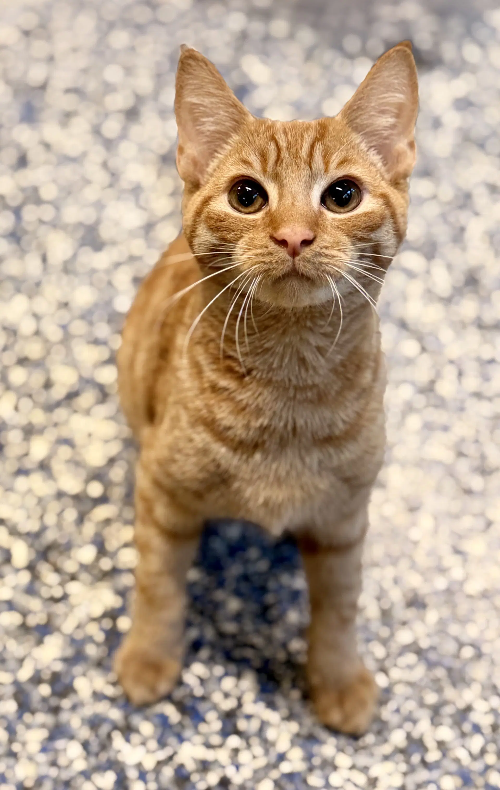 Cheetos - Domestic Short Hair