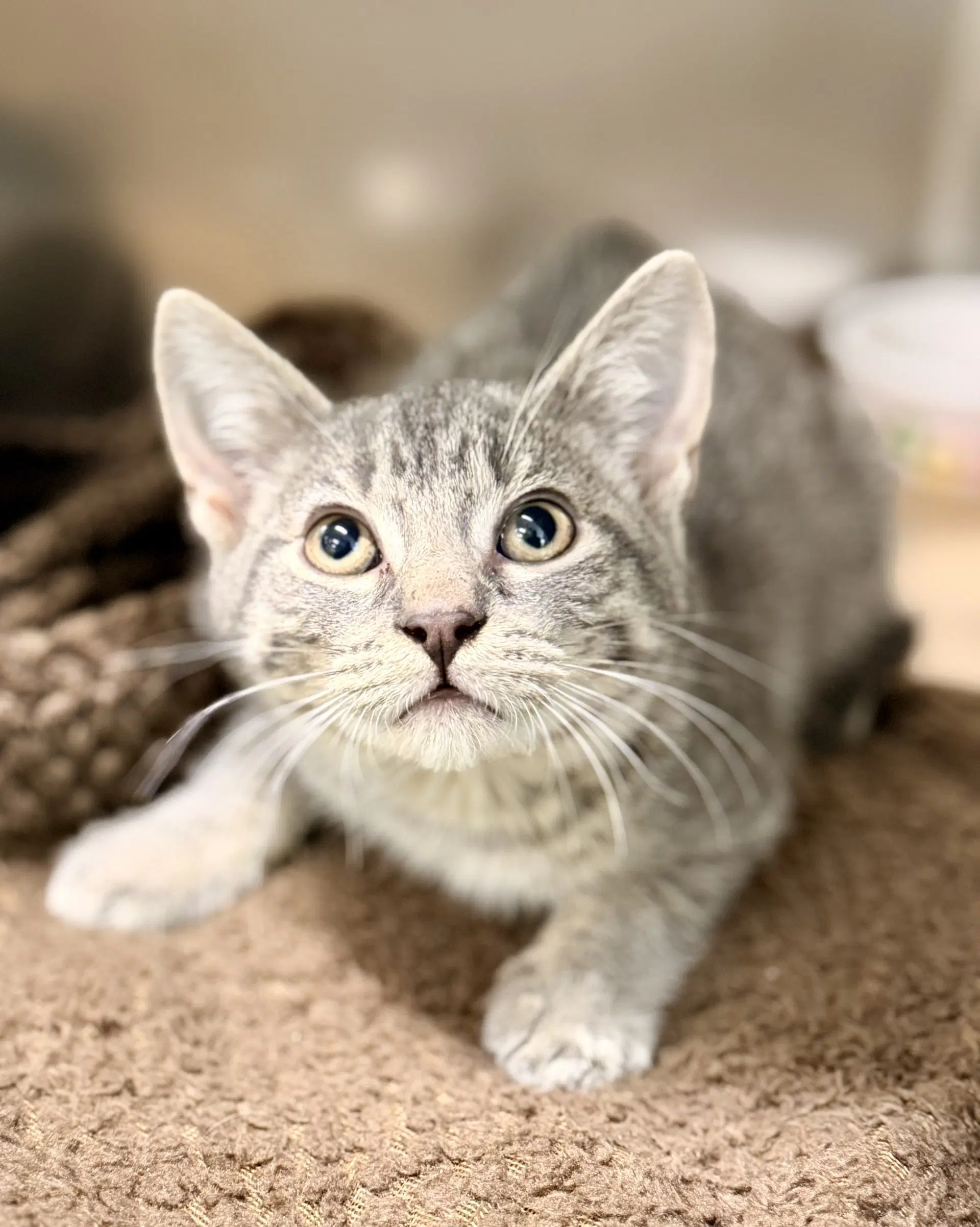 Flannel - Domestic Short Hair