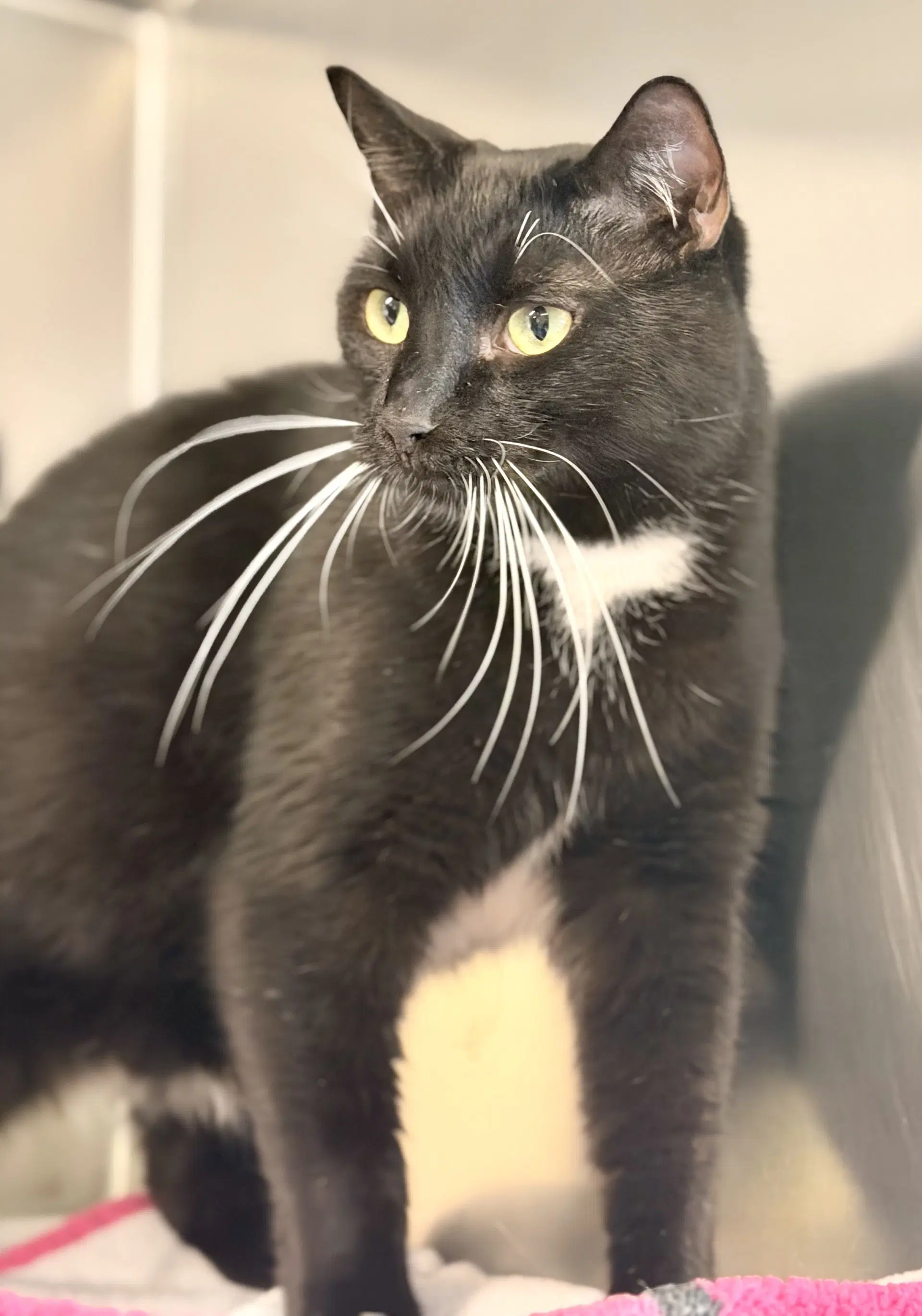 Charlie - Domestic Short Hair