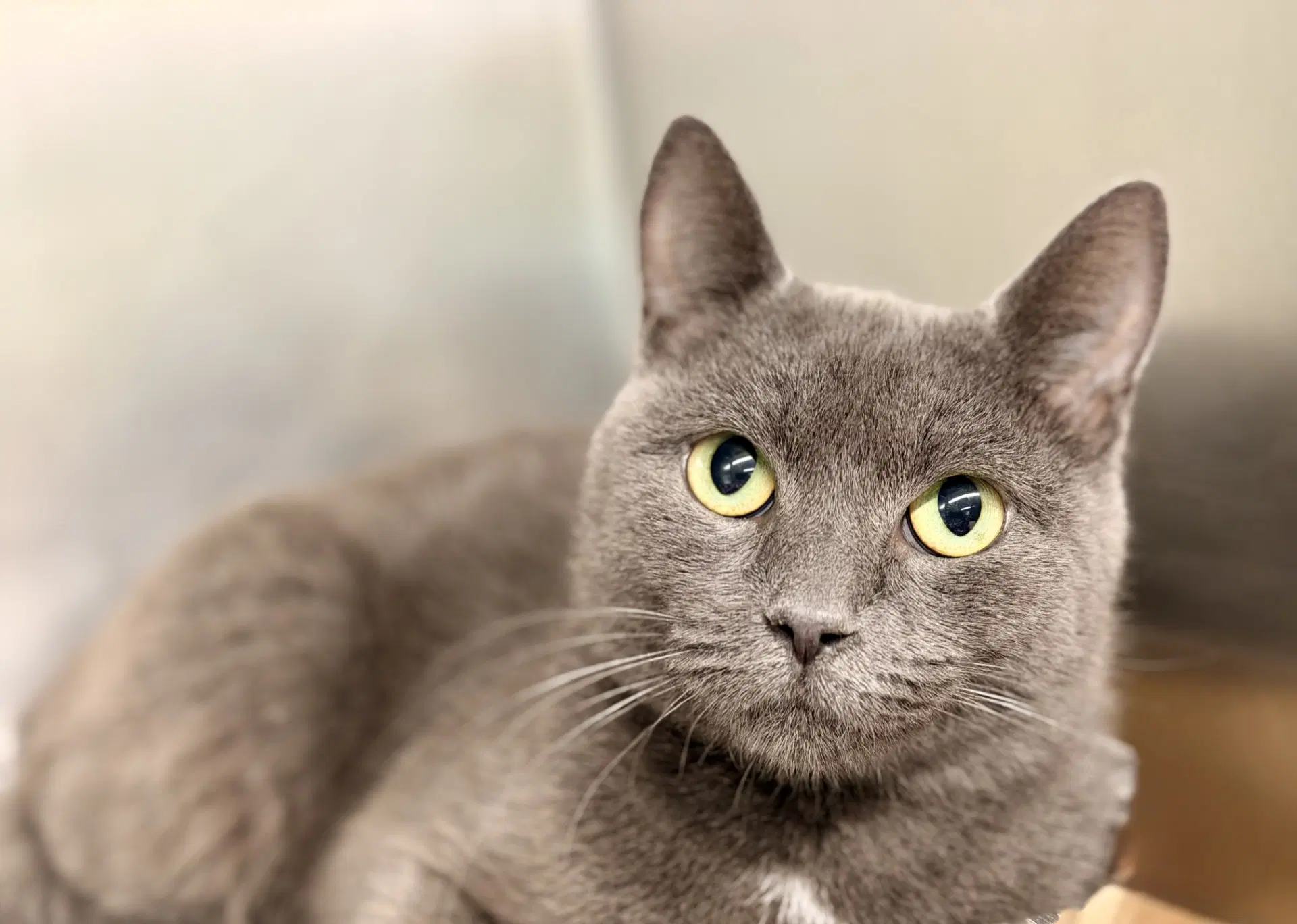 Sidney - Domestic Short Hair