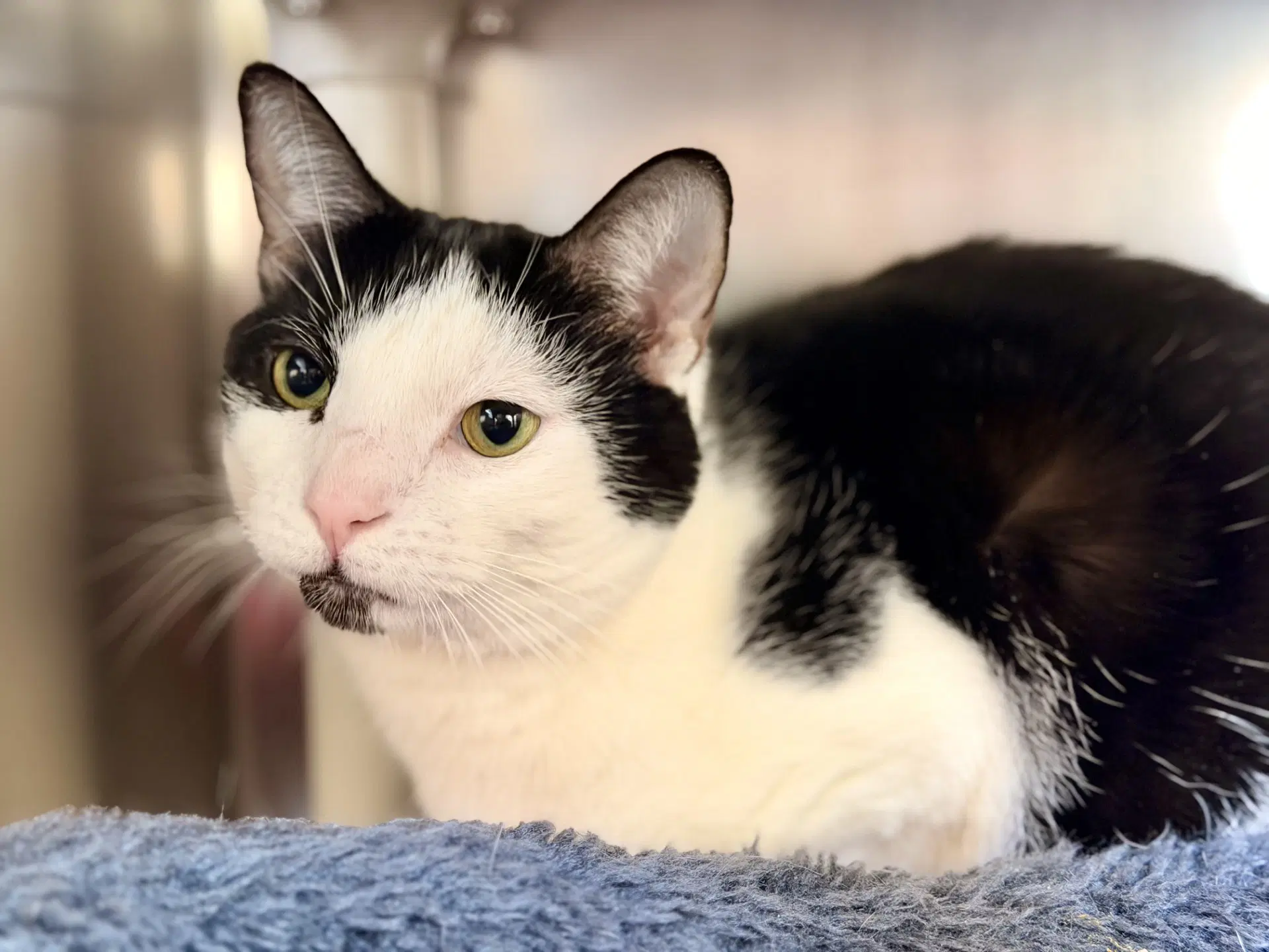 Serenity - Domestic Short Hair