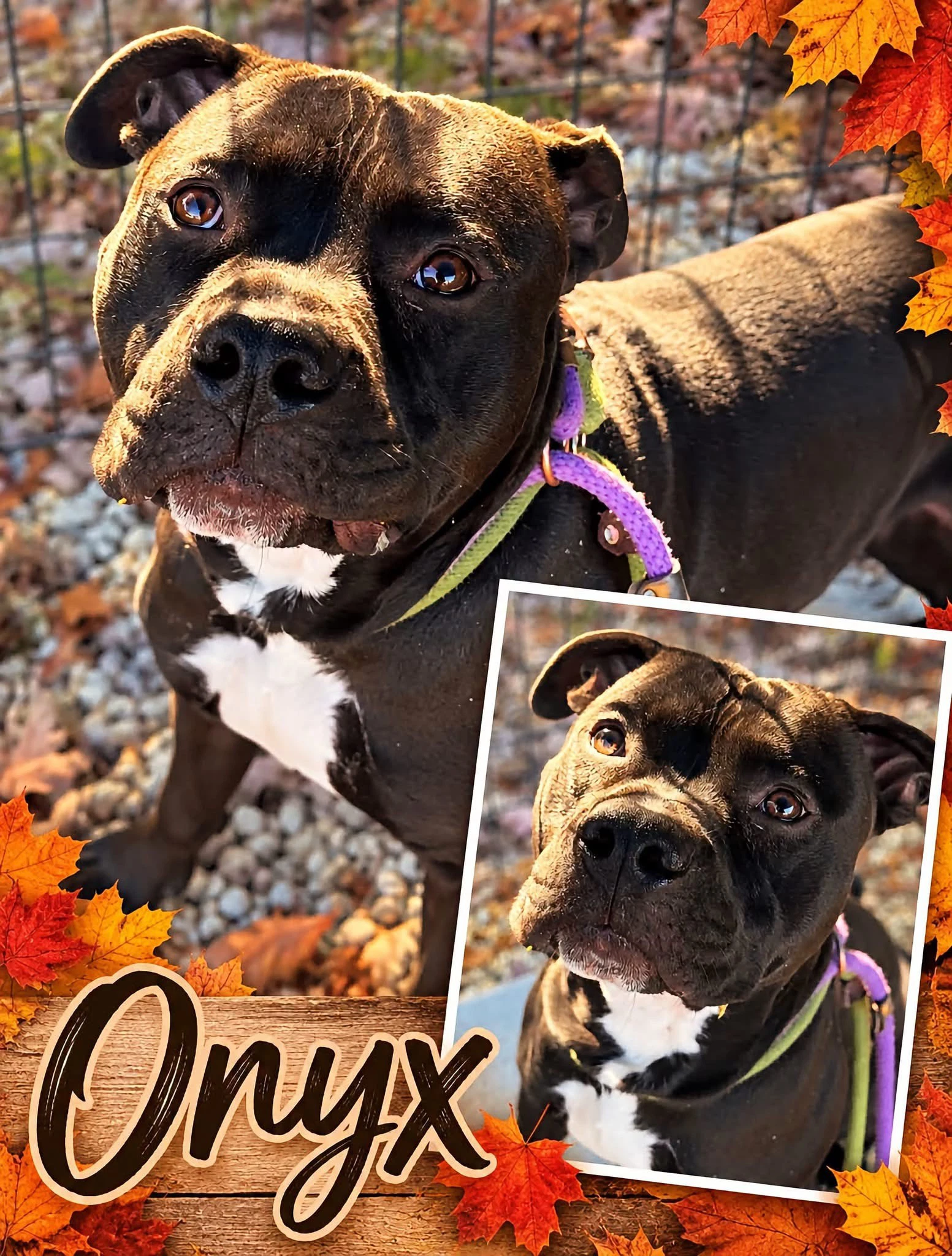 Onyx