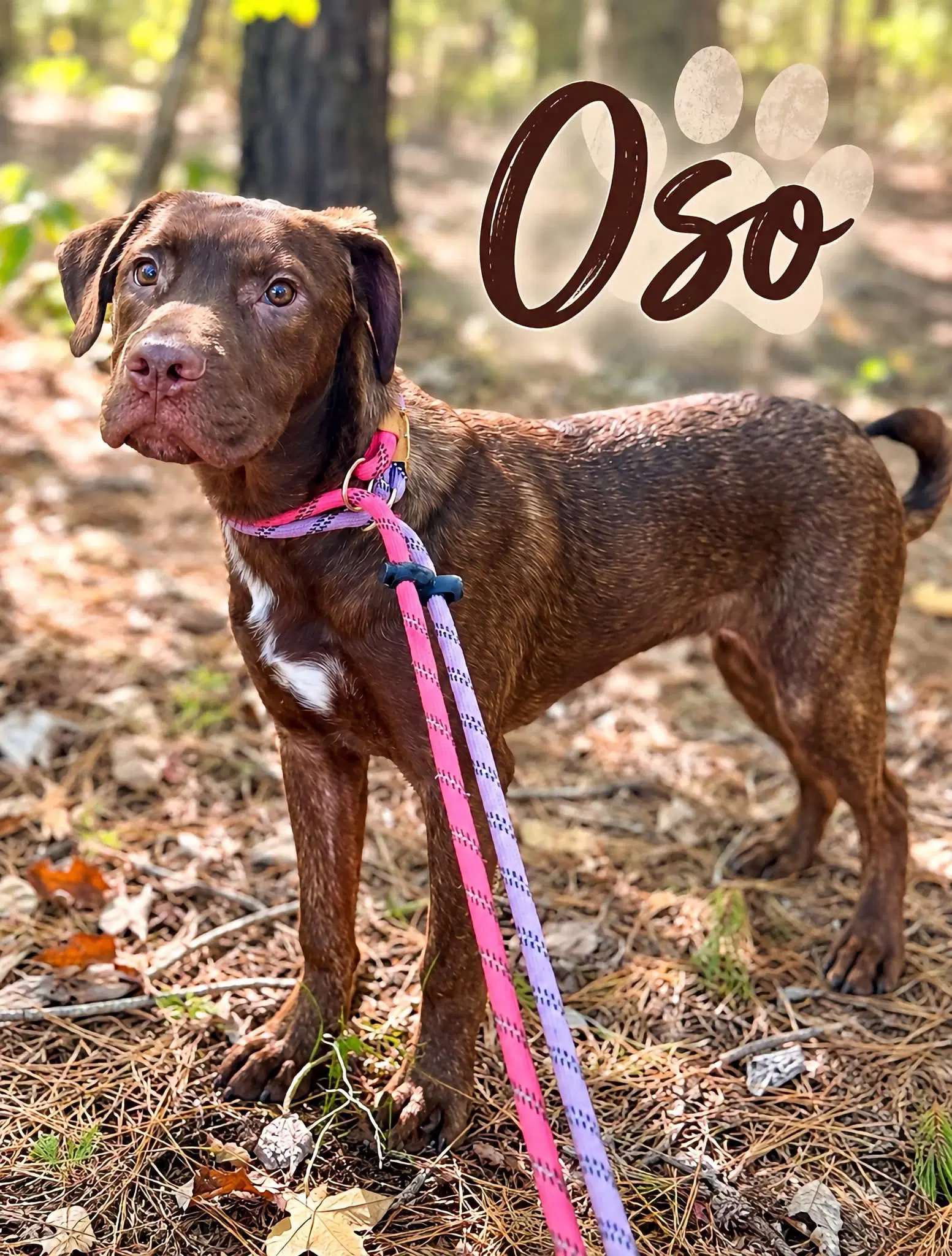 Oso - Labrador Retriever