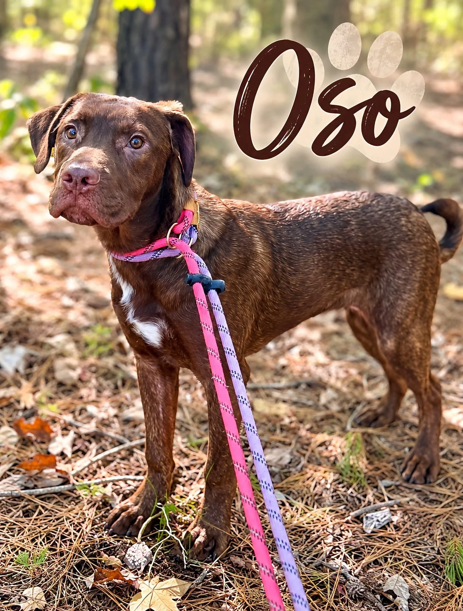 Oso