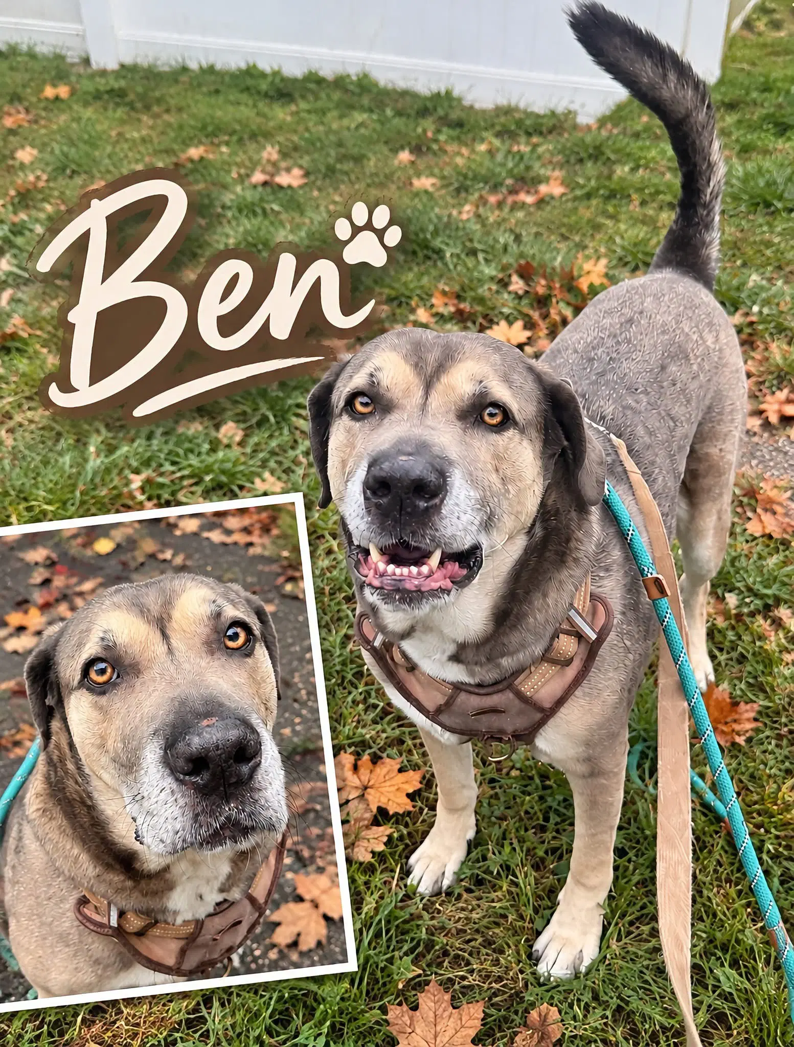 Ben image 1