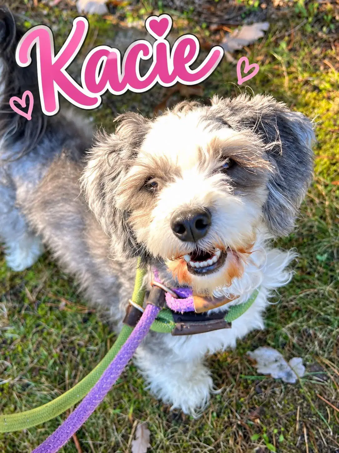 Kacie - Shih Tzu