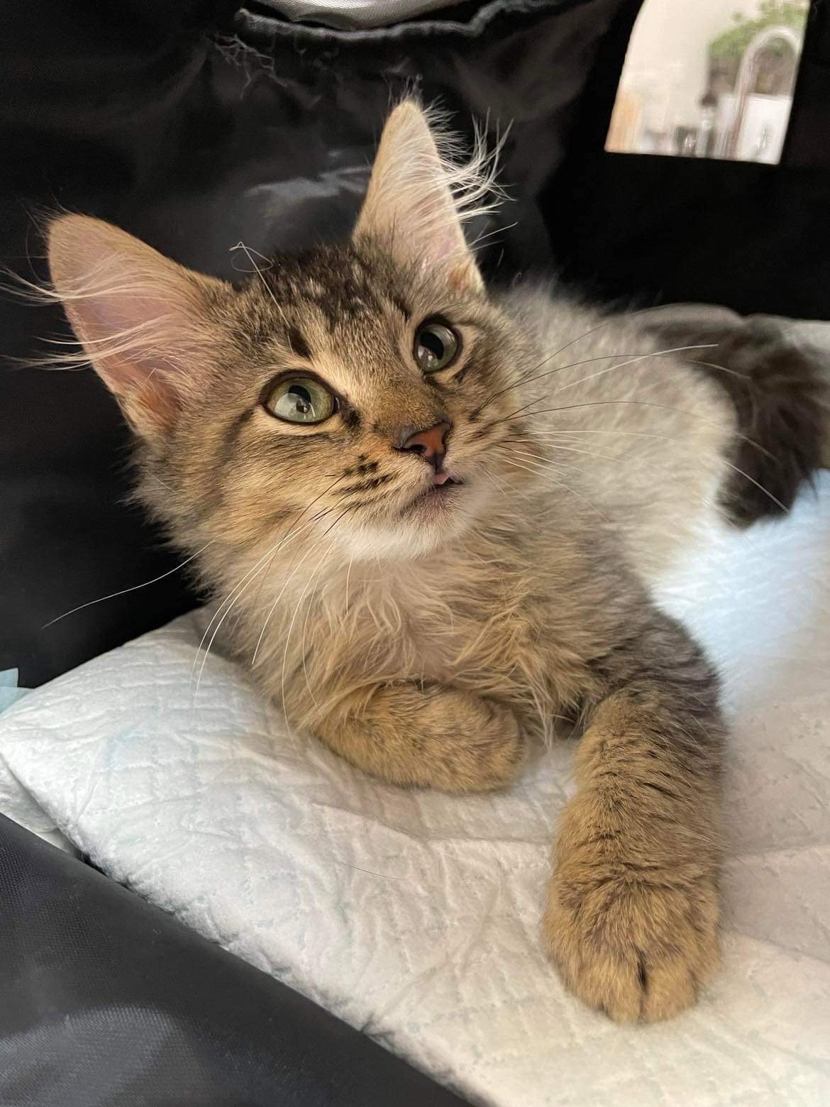Cats for Adoption in Miami Dade County, Florida Alpha Paw